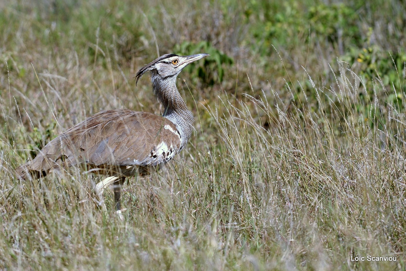 Outarde Kori/Kori Bustard (2)
