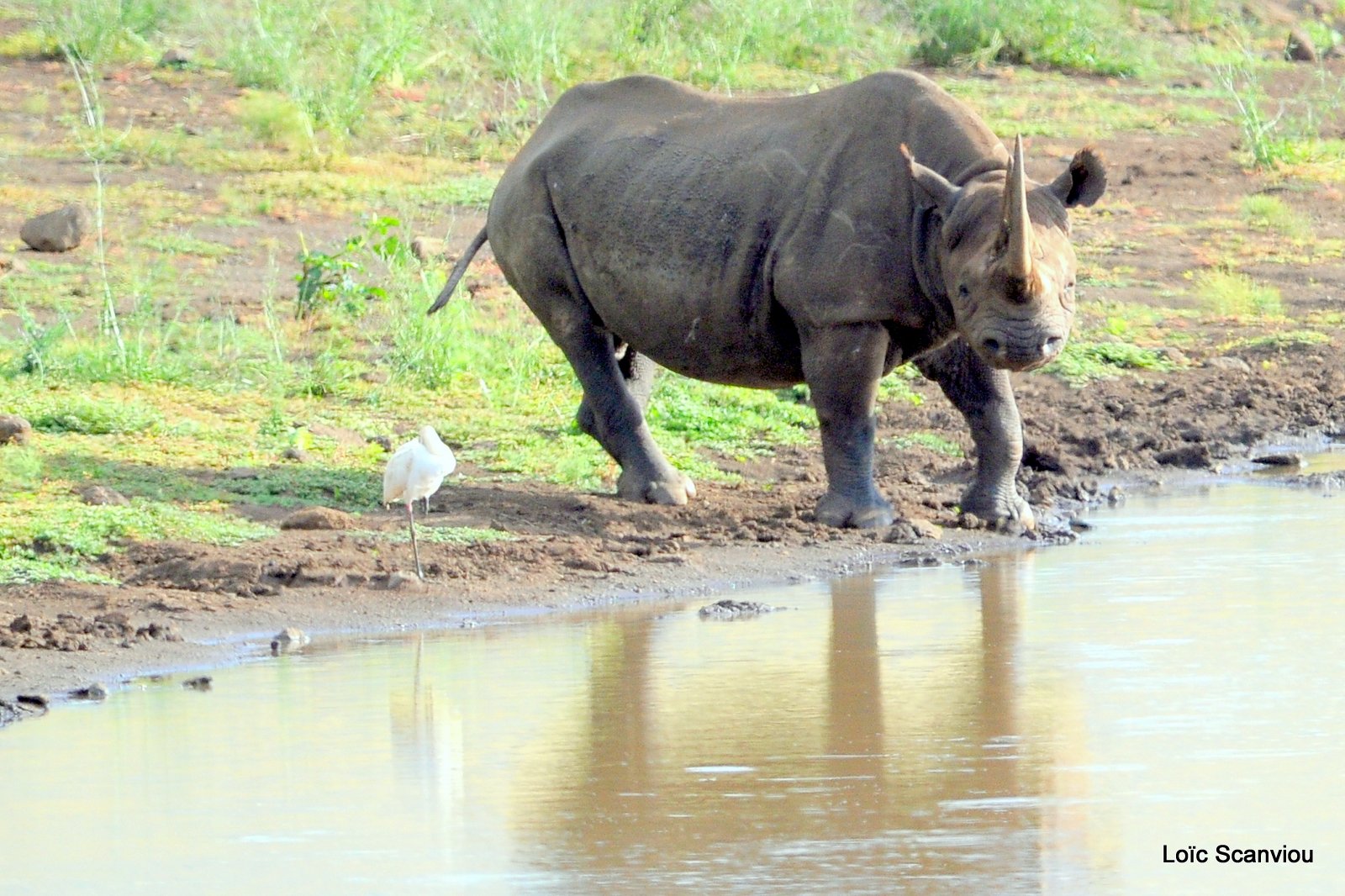 Rhinocéros noir/Black Rhino (4)
