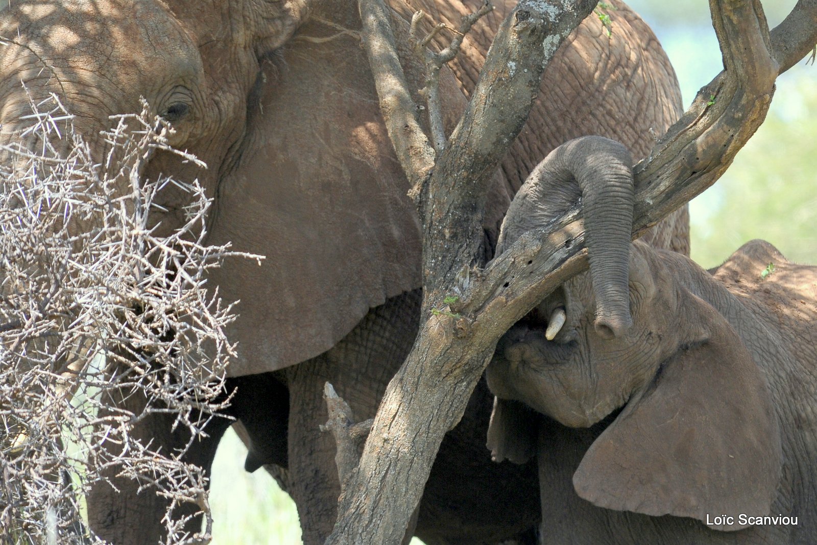 Eléphant (14)