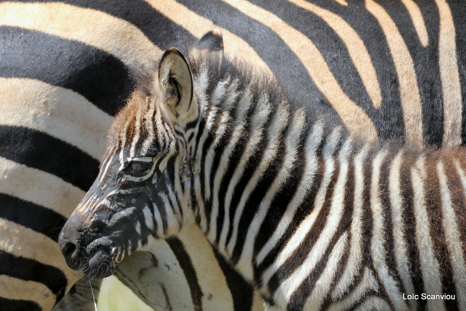 Zèbre/Zebra (37)