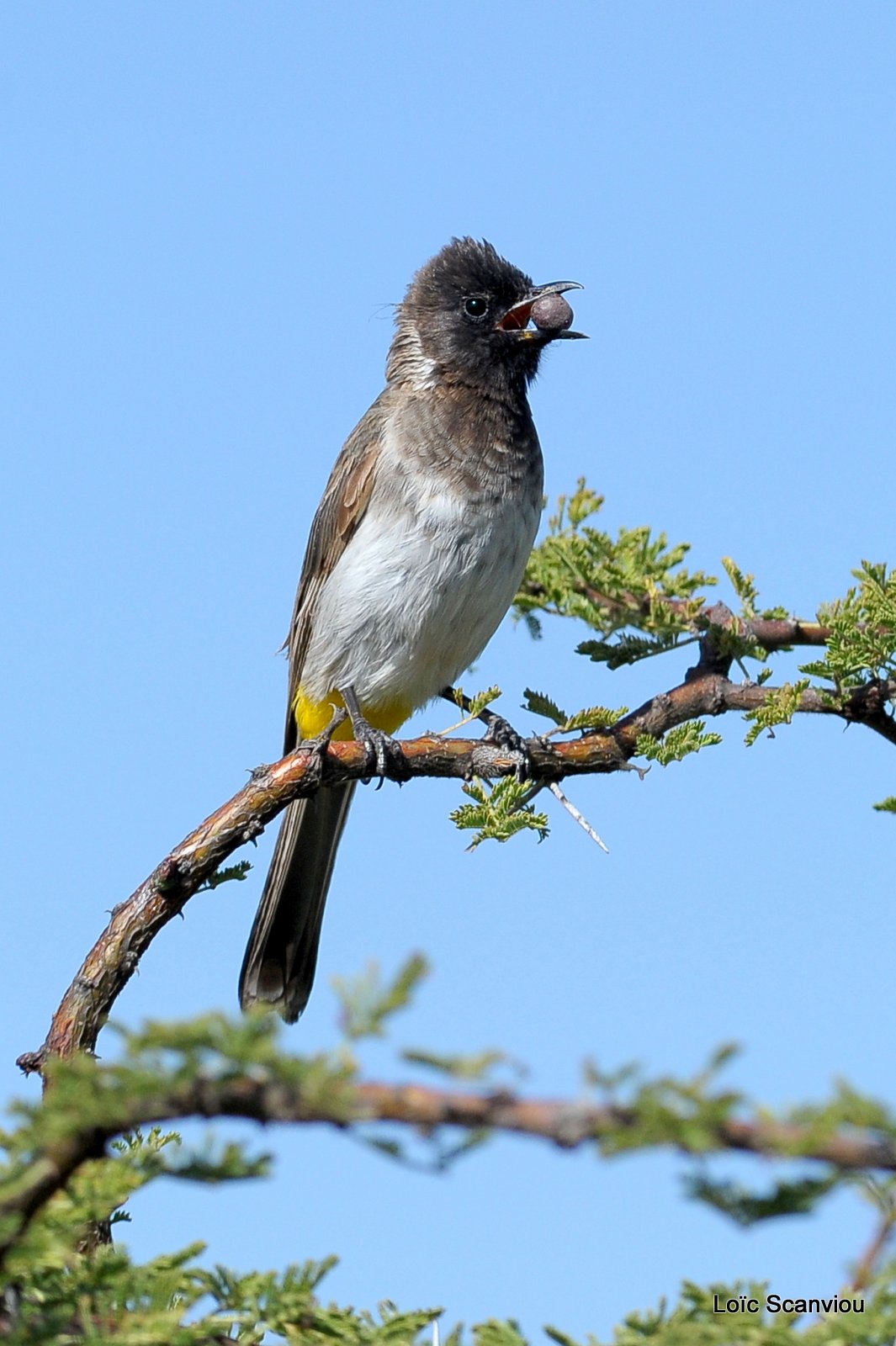 Bulbul des jardins/Common Bulbul (1)