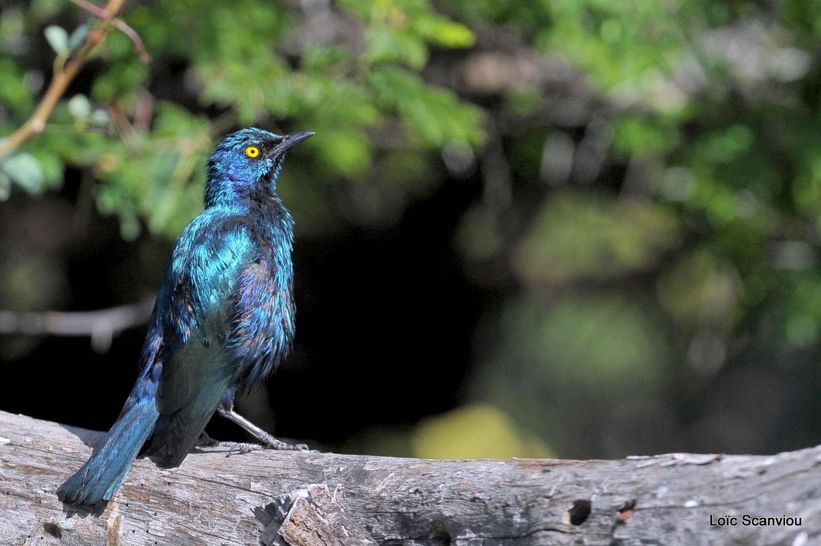 Choucador à oreillons bleus/Greater Blue-eared Starling