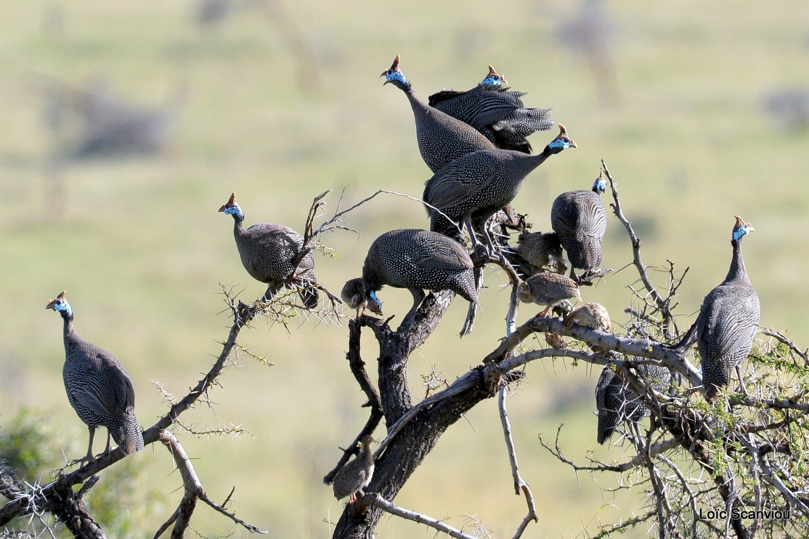 Pintade de Numidie/Helmeted Guineafowl (1)