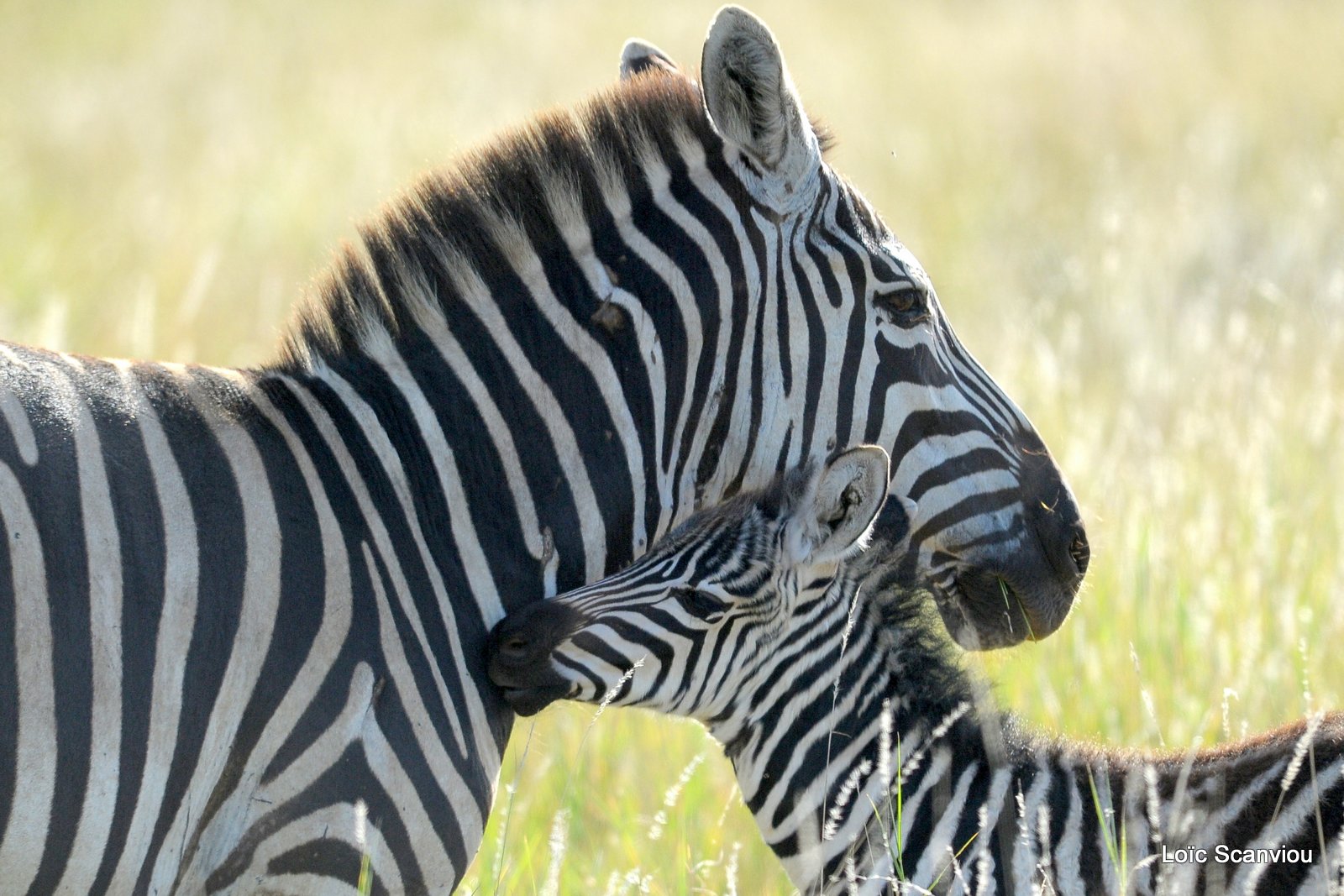 Zèbre/Zebra (38)