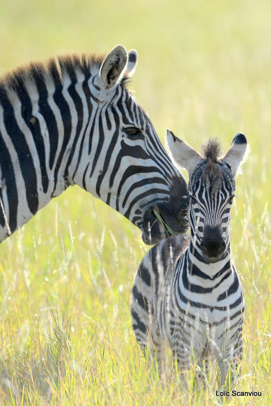 Zèbre/Zebra (39)