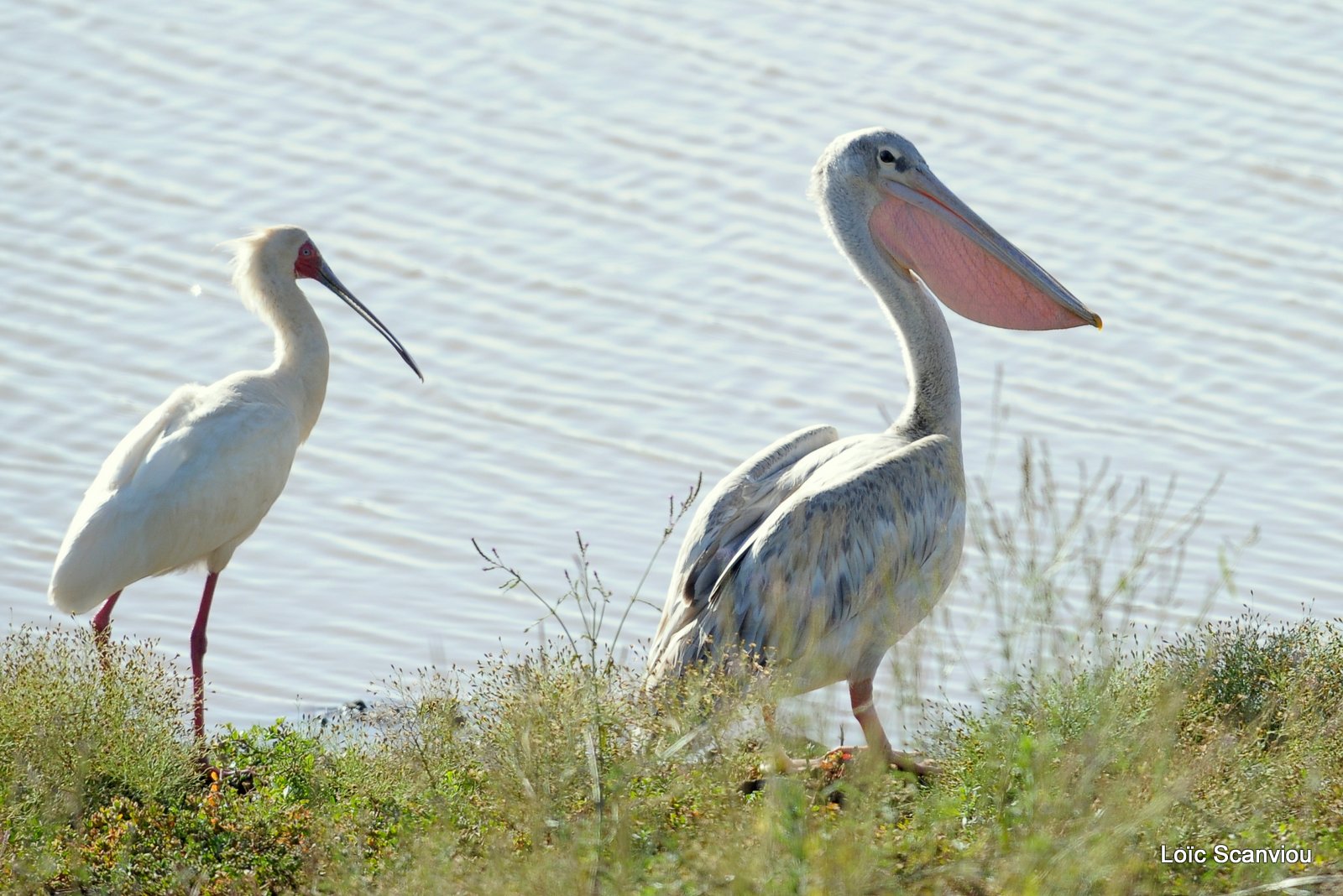 Pélican blanc/Great White Pelican (1)