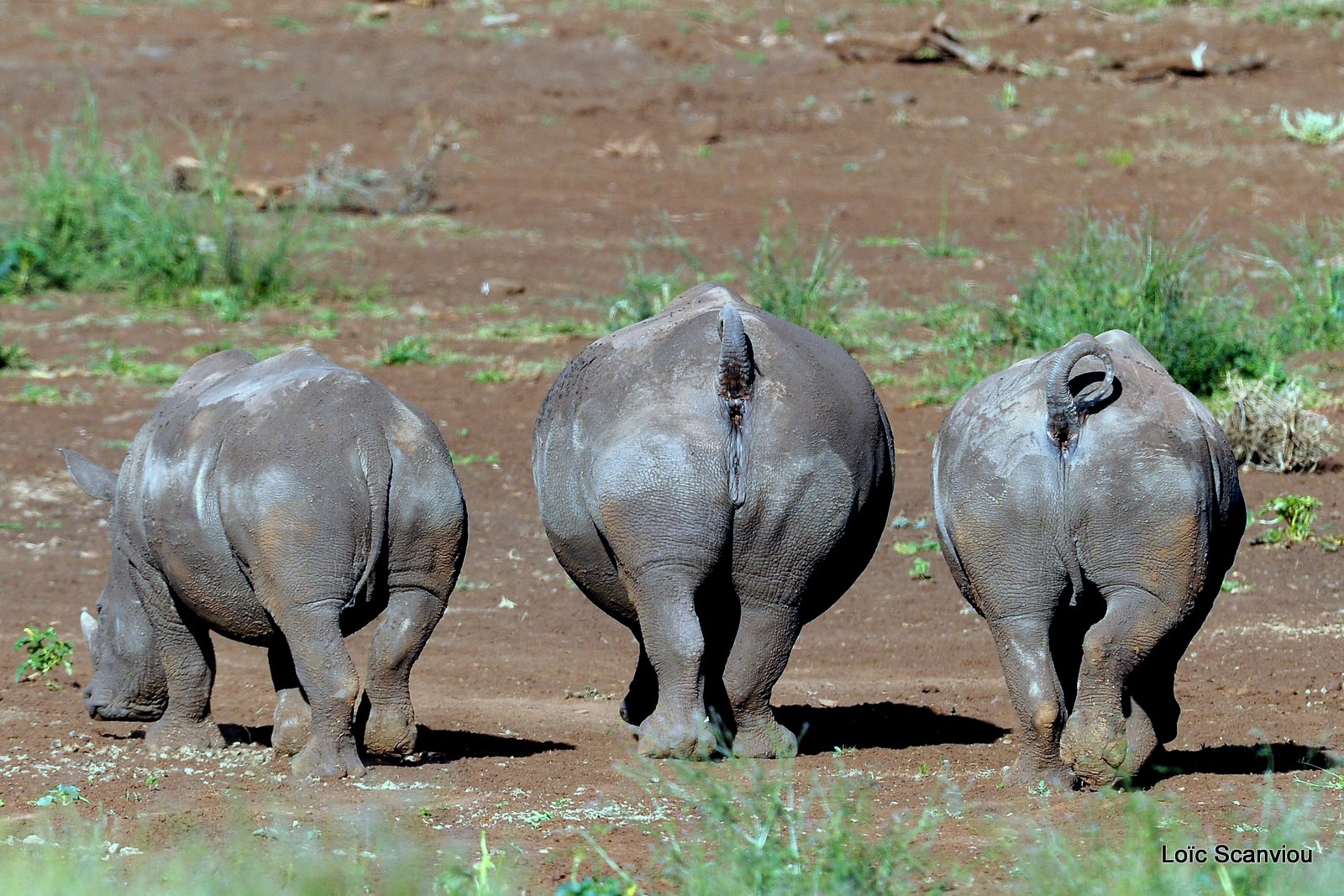 Rhinocéros blanc/White Rhino (35)