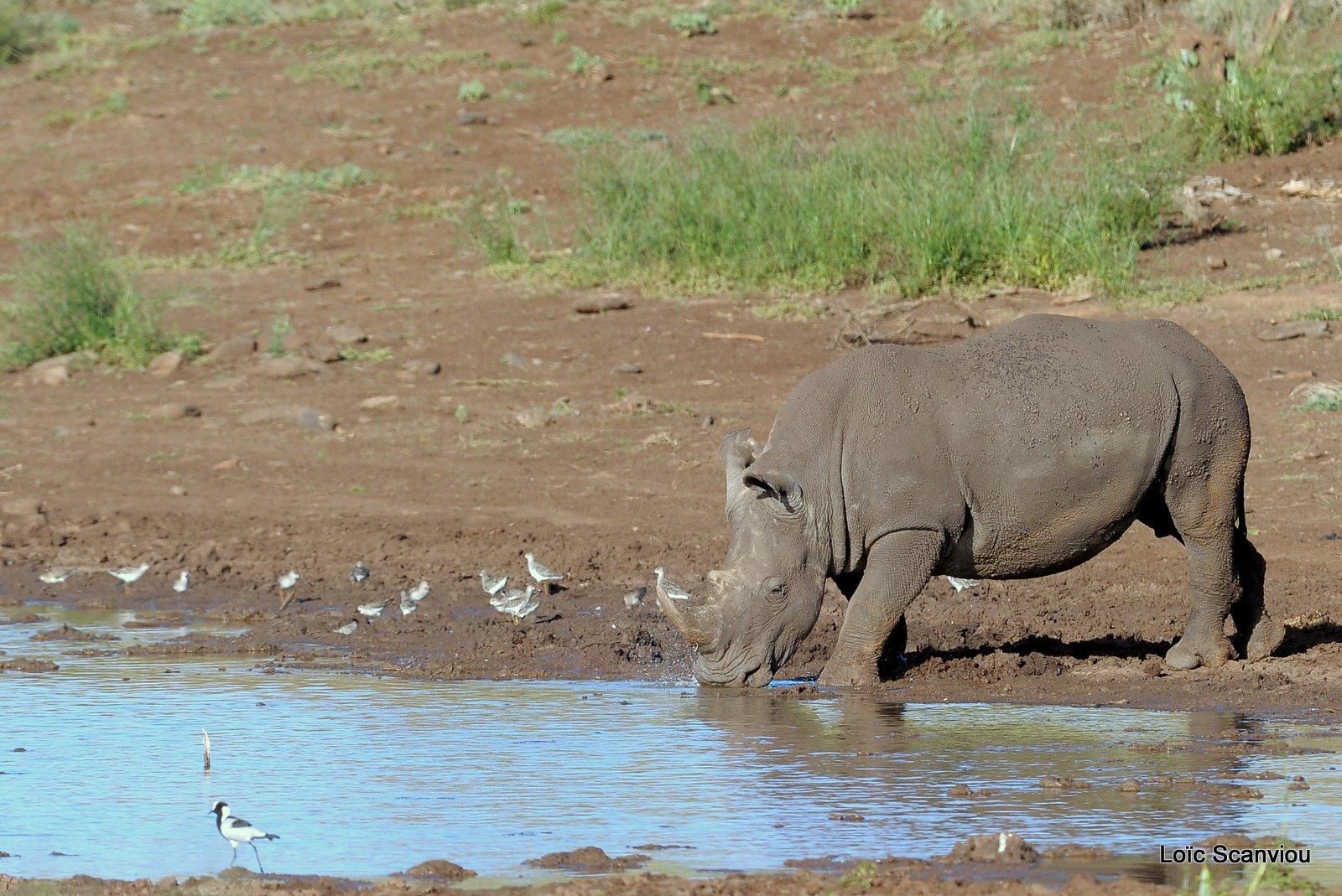 Rhinocéros blanc/White Rhino (36)