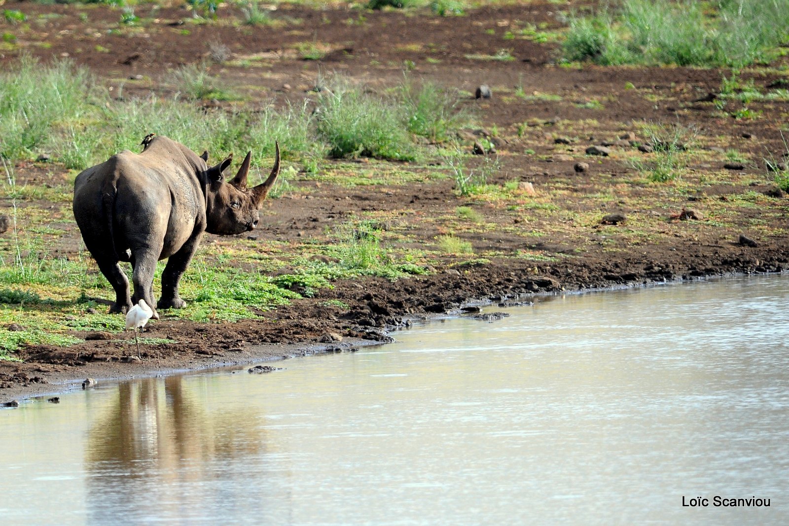 Rhinocéros noir/Black Rhino (5)