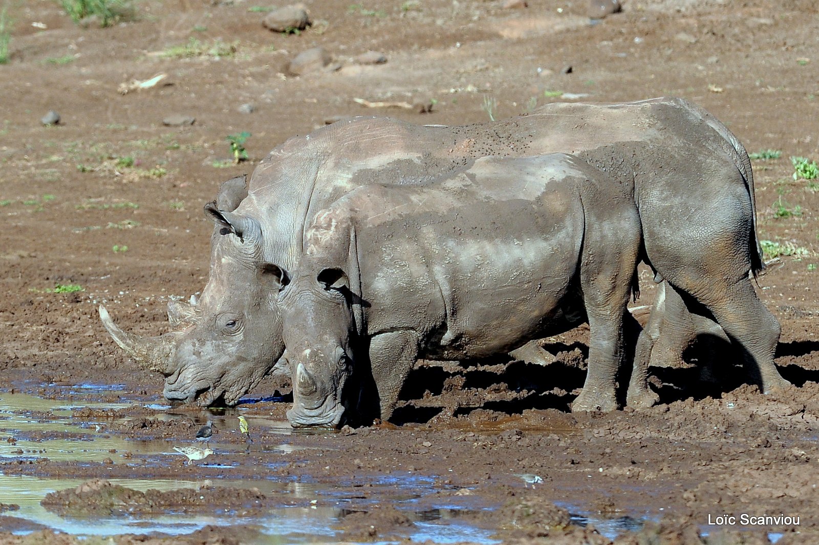 Rhinocéros blanc/White Rhino (37)