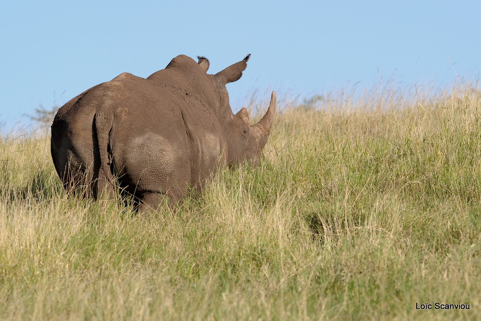 Rhinocéros blanc/White Rhino (39)