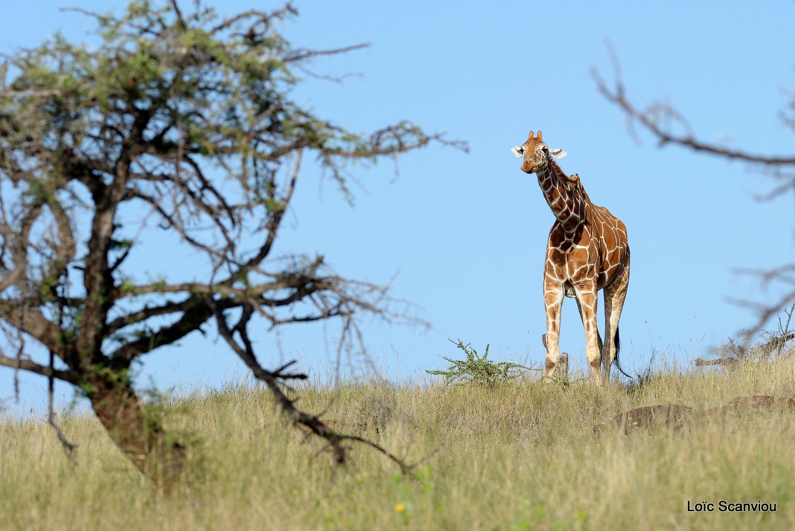 Girafe réticulée/Reticulated Giraffe (20)