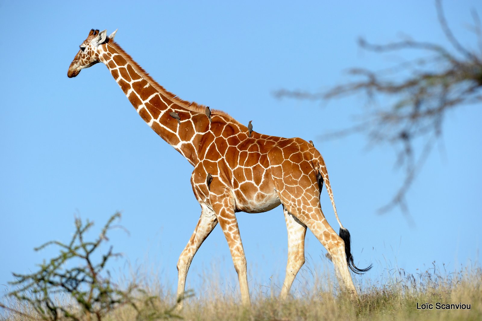 Girafe réticulée/Reticulated Giraffe (21)