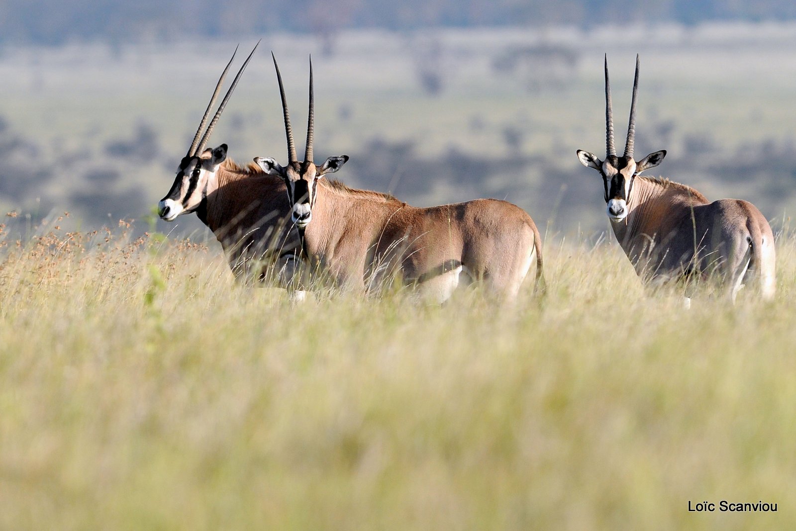 Oryx beïsa/Beisa Oryx (1)