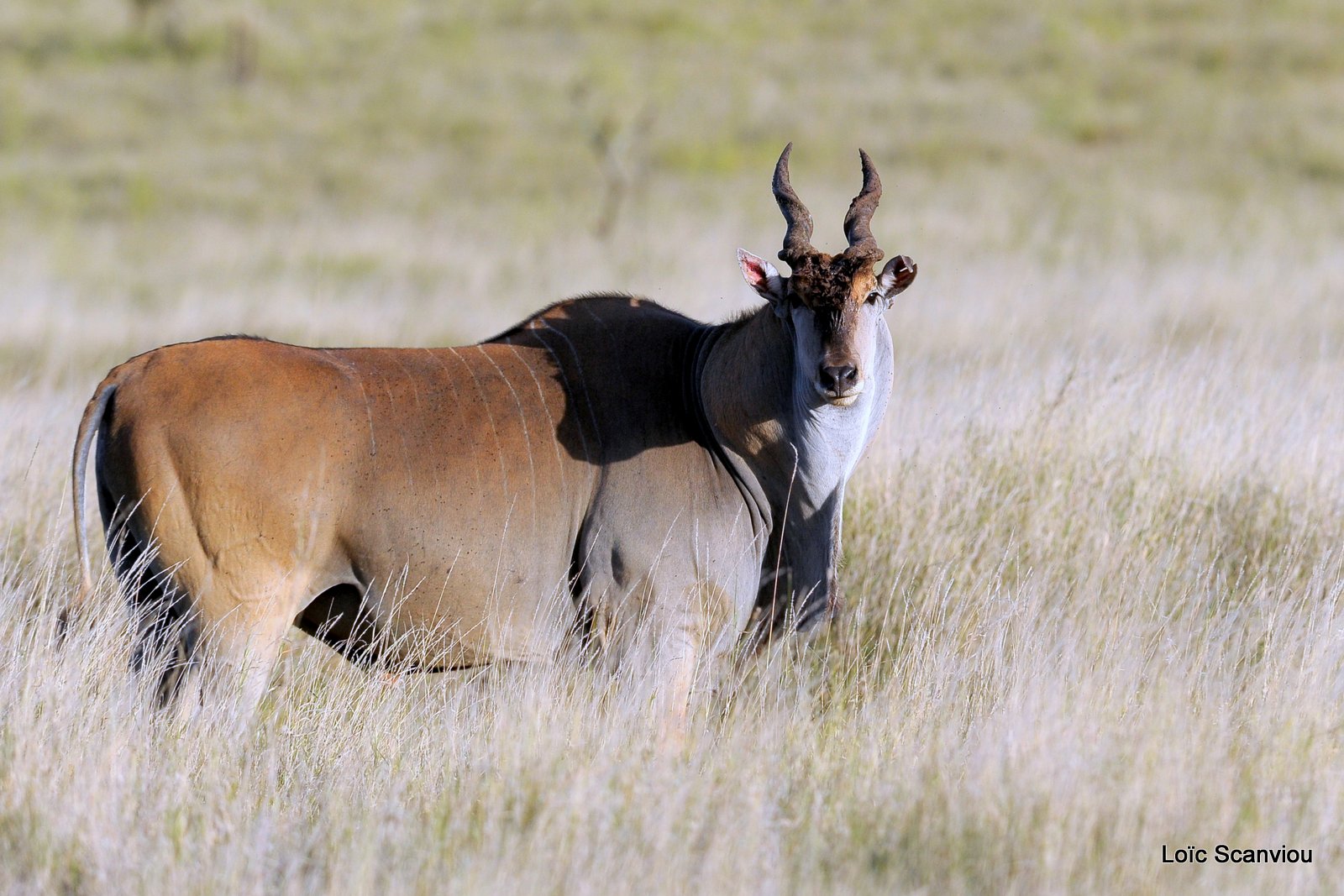 Eland du Cap/Cape Eland (4)