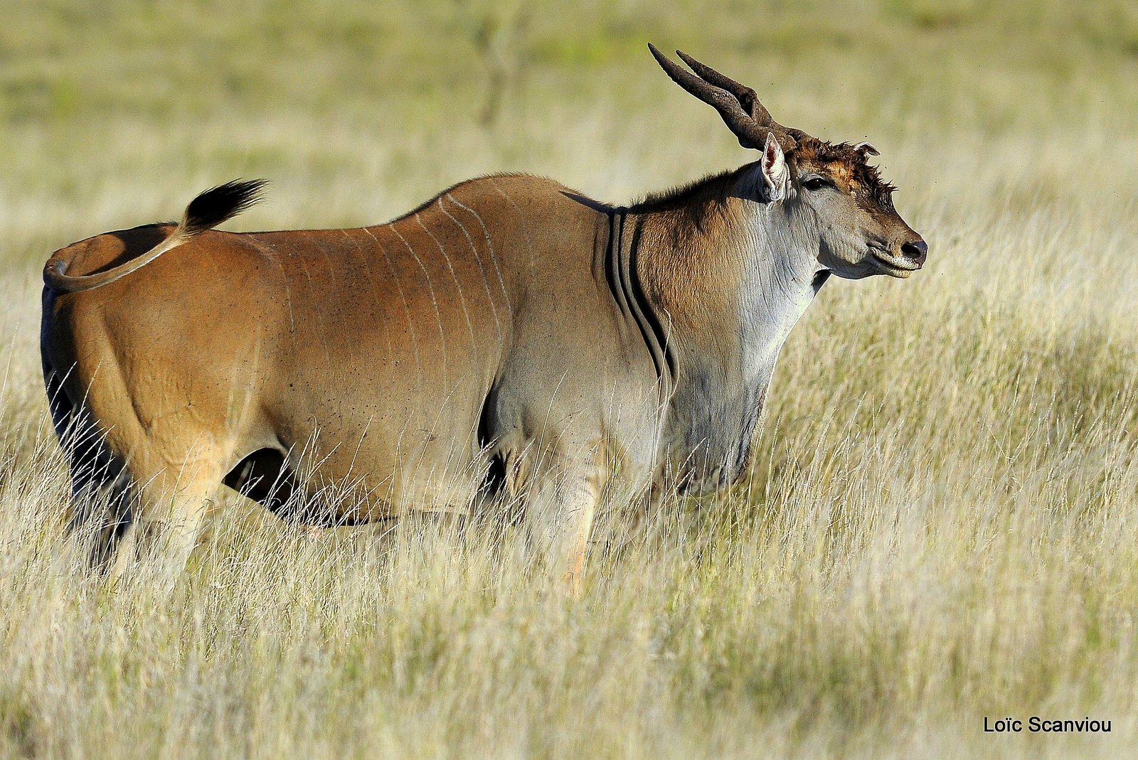 Eland du Cap/Cape Eland (5)