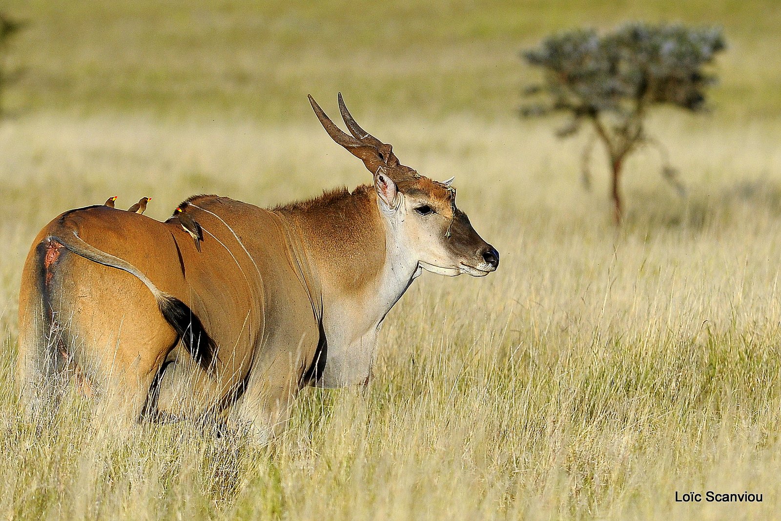 Eland du Cap/Cape Eland (6)