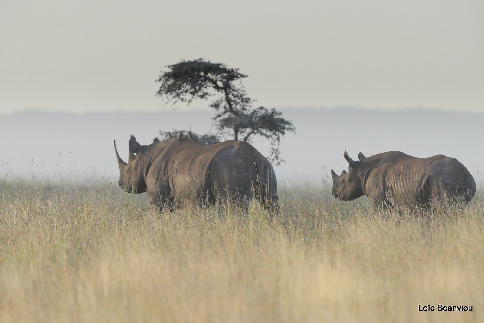 Rhinocéros noir/Black Rhino (14)