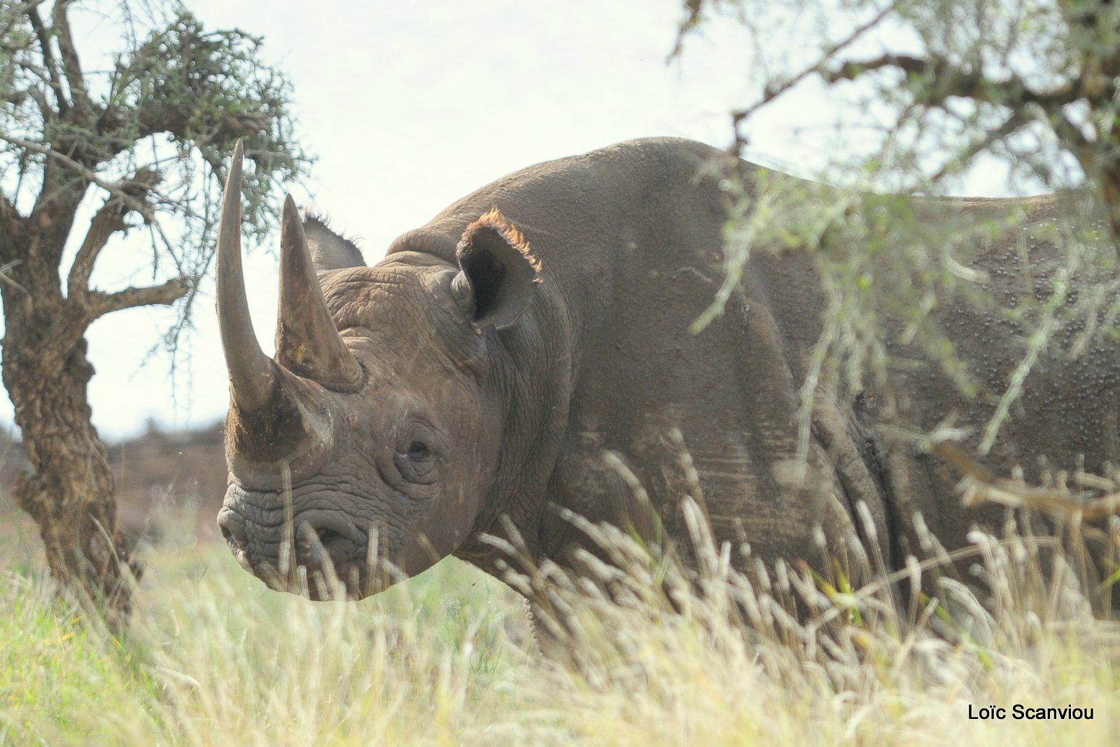 Rhinocéros noir/Black Rhino (6)