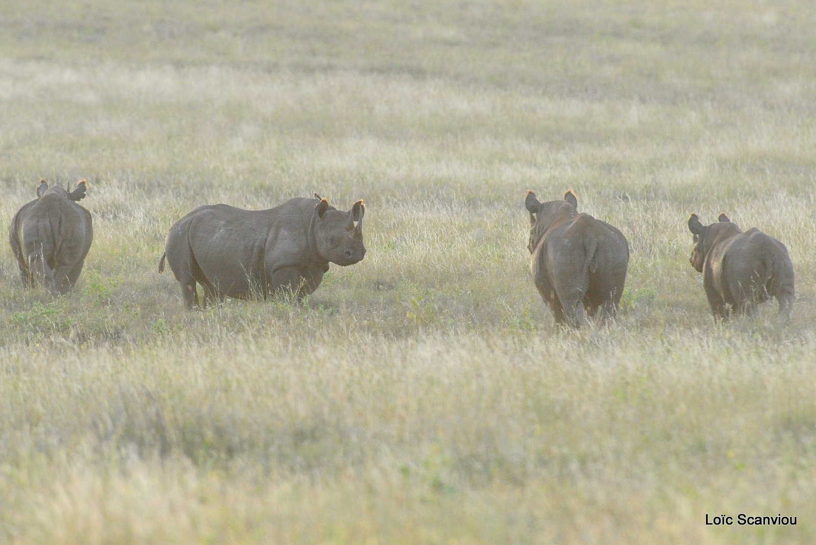 Rhinocéros noir/Black Rhino (15)