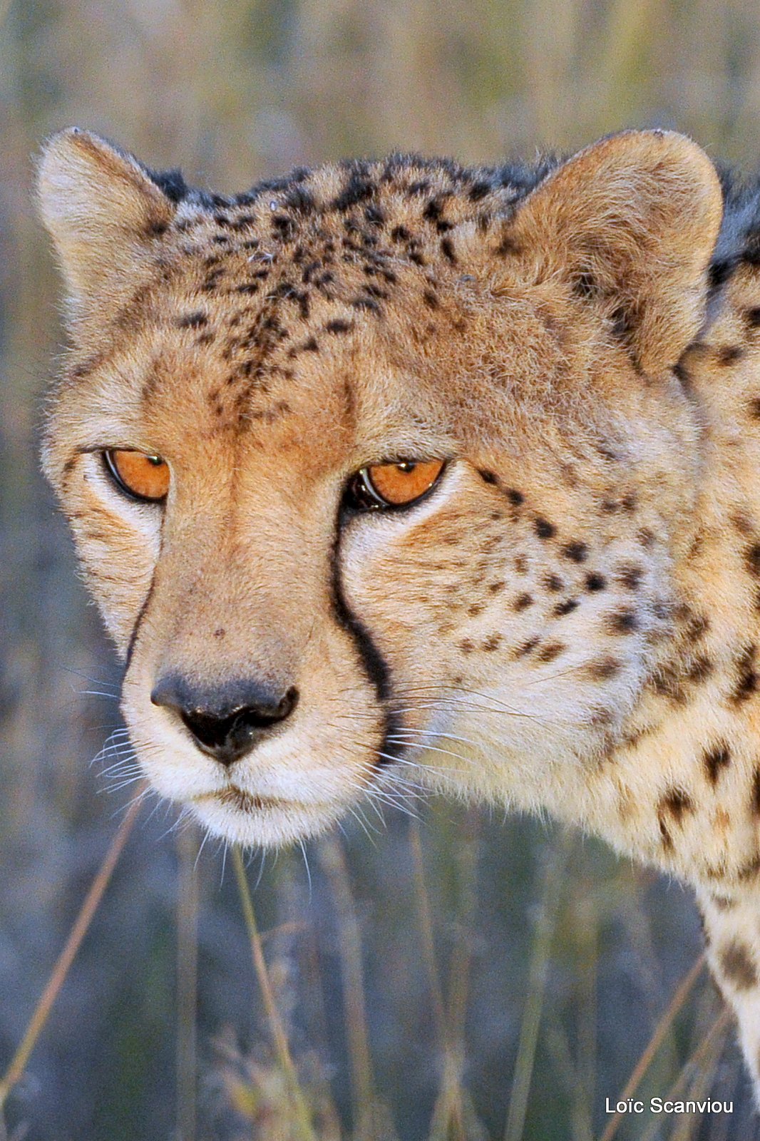 Guépard/Cheetah (4)