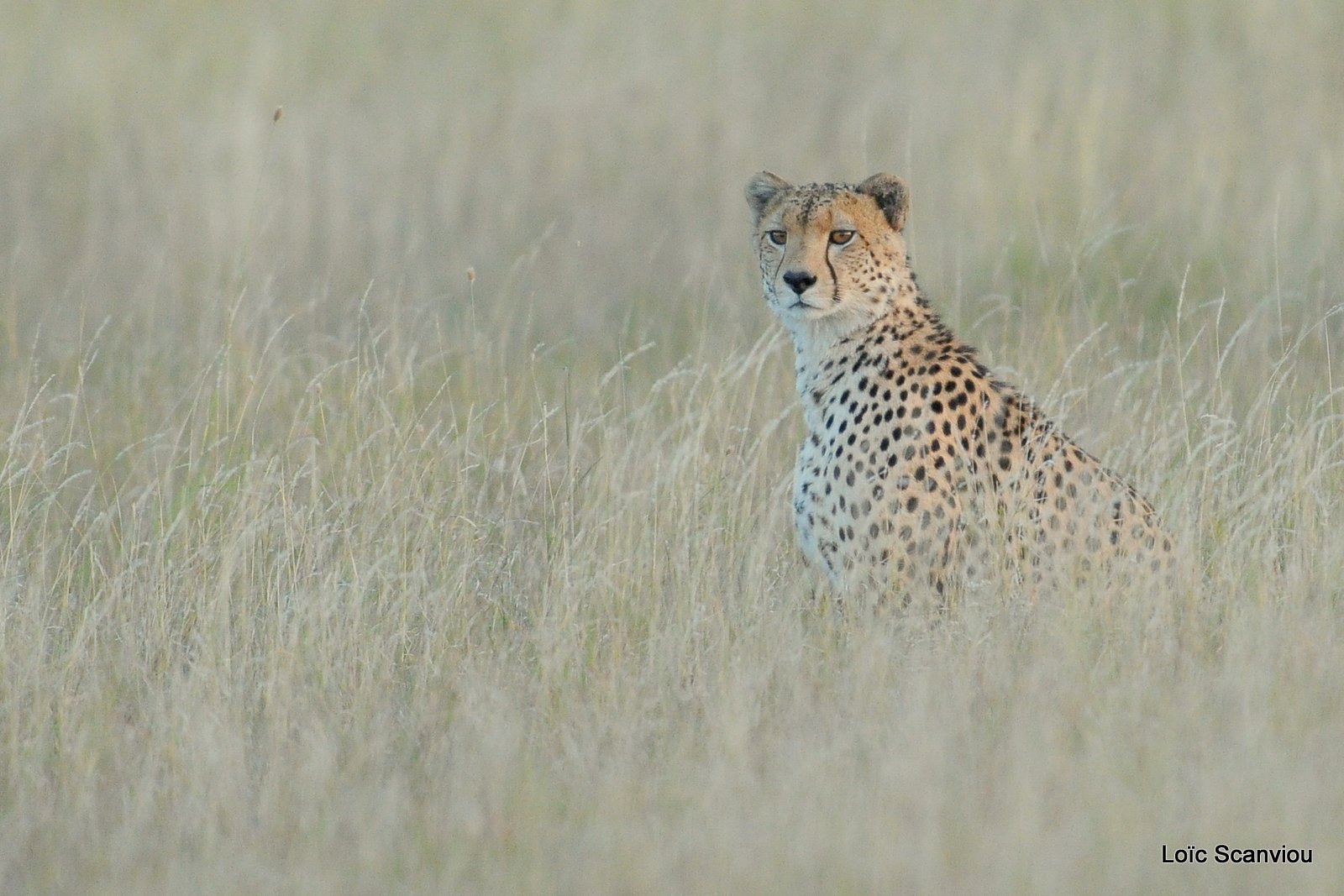 Guépard/Cheetah (5)