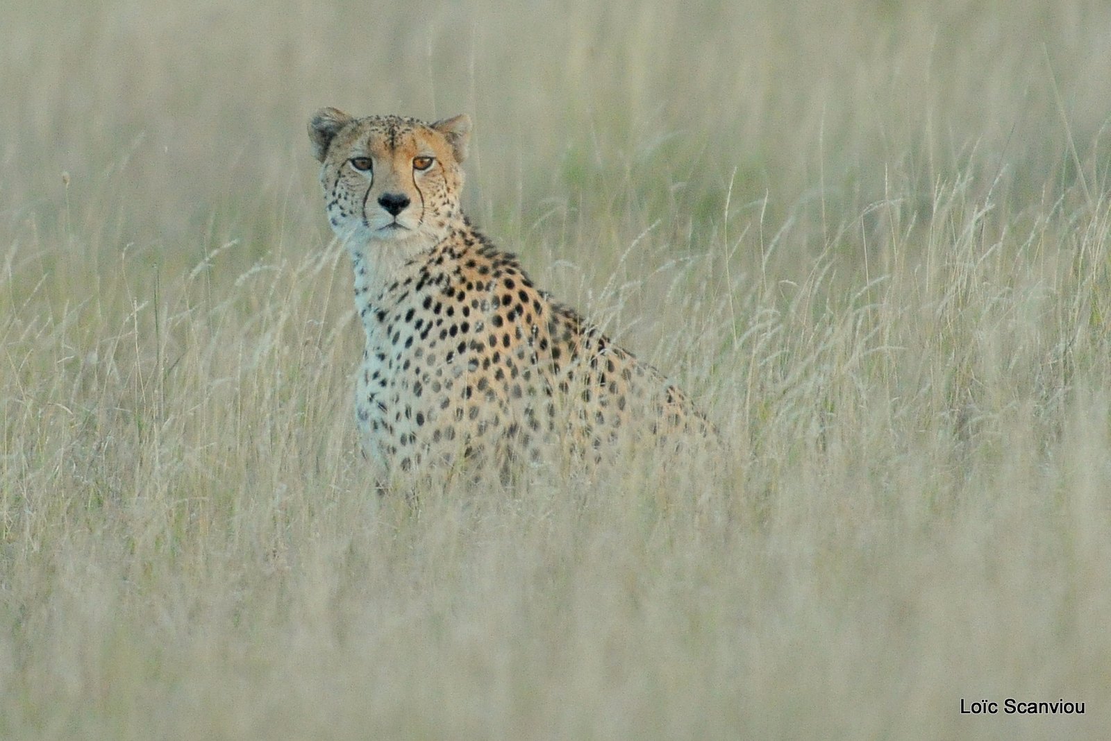 Guépard/Cheetah (6)