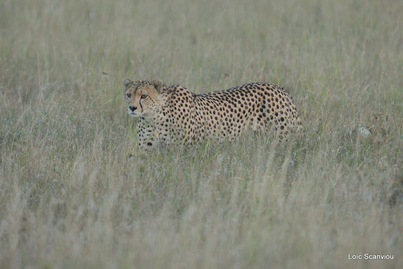 Guépard/Cheetah (7)