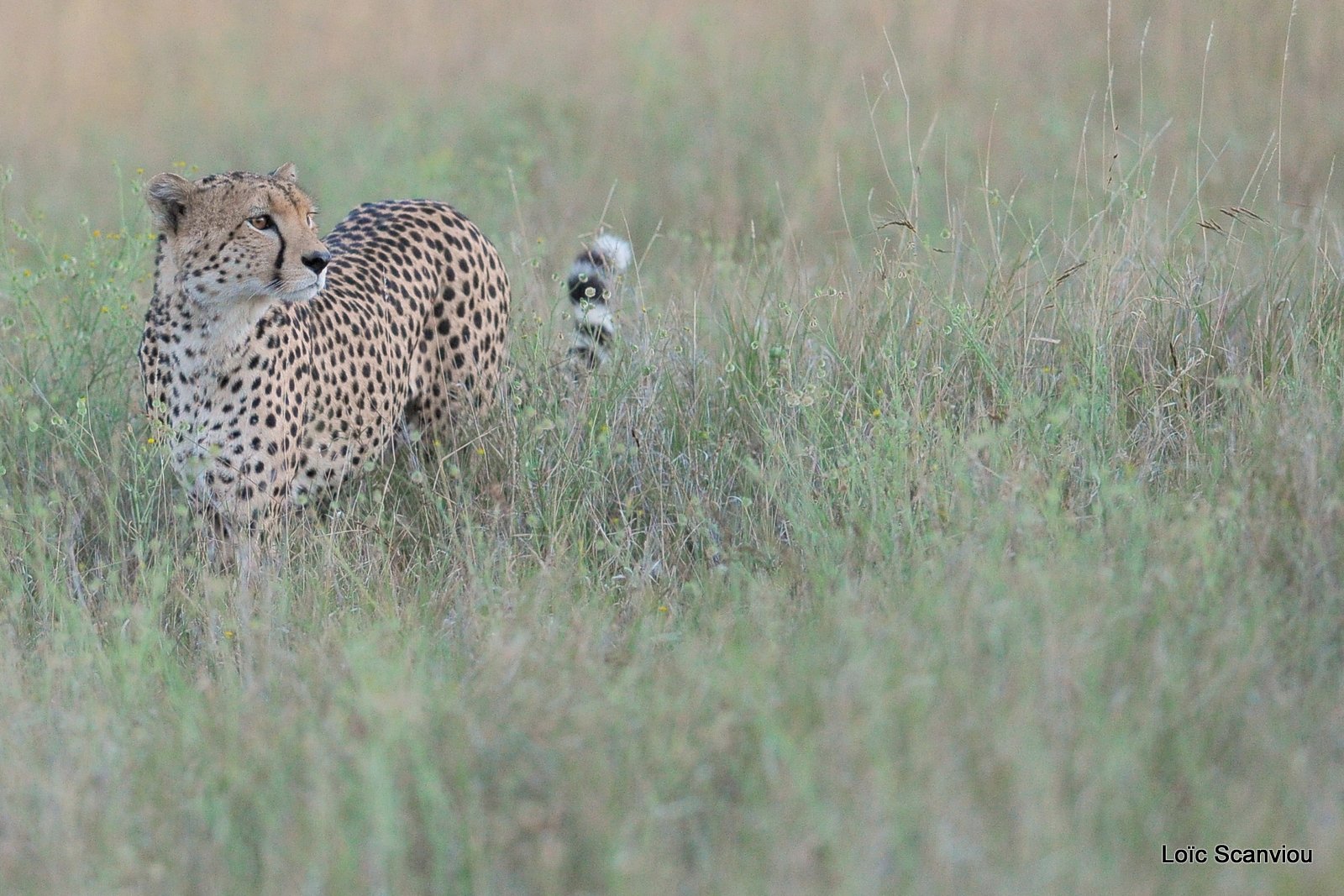 Guépard/Cheetah (8)