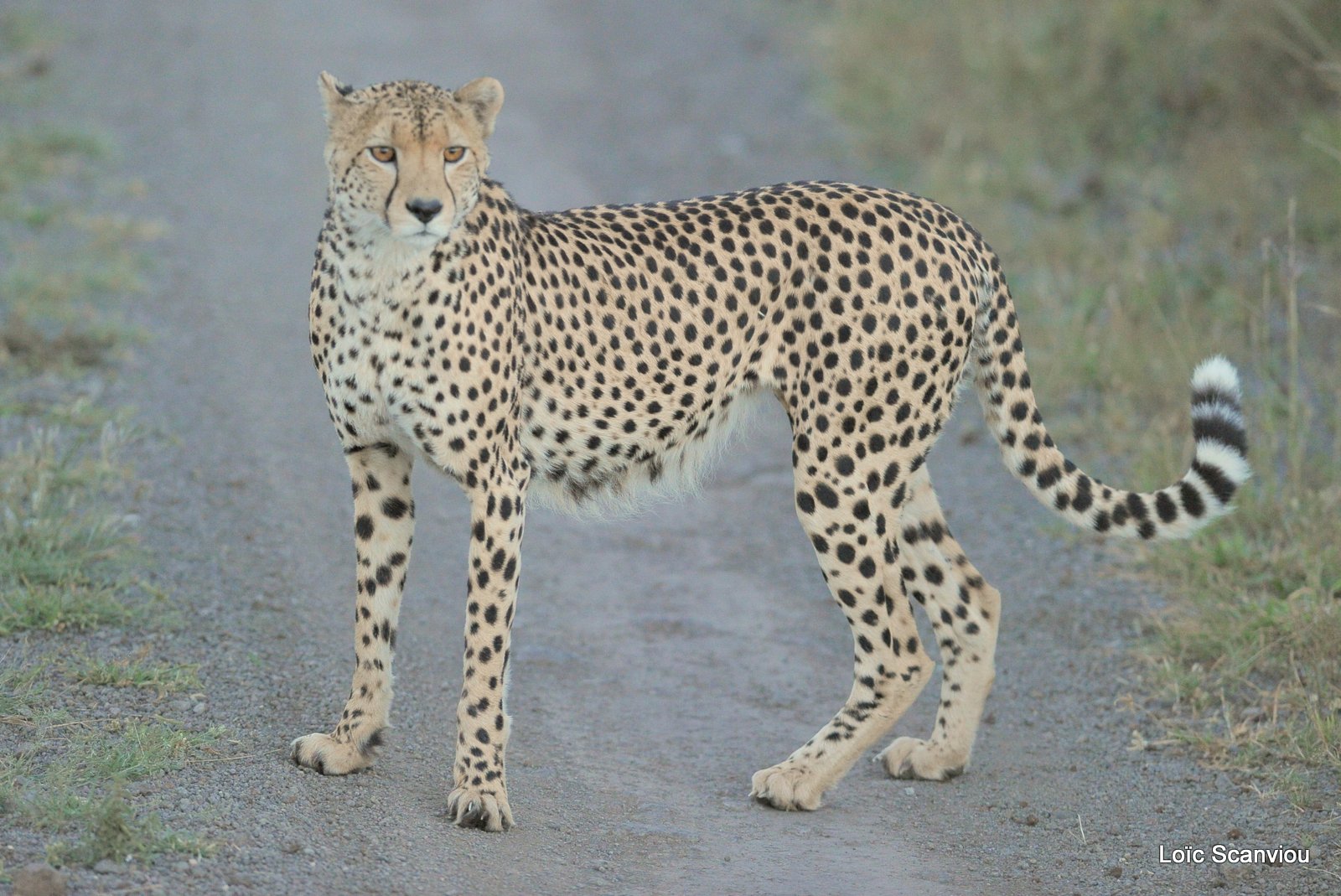 Guépard/Cheetah (9)