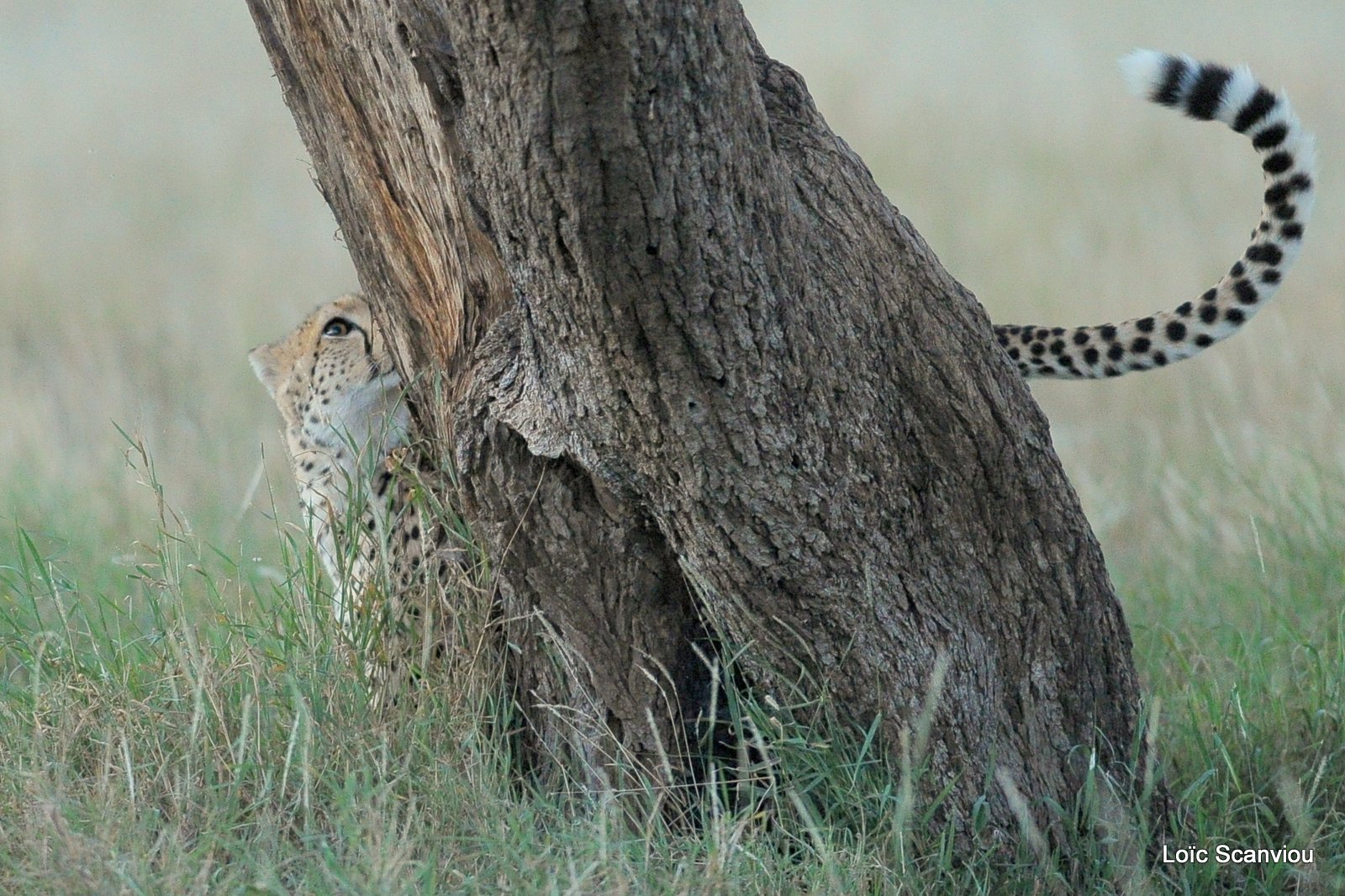 Guépard/Cheetah (10)