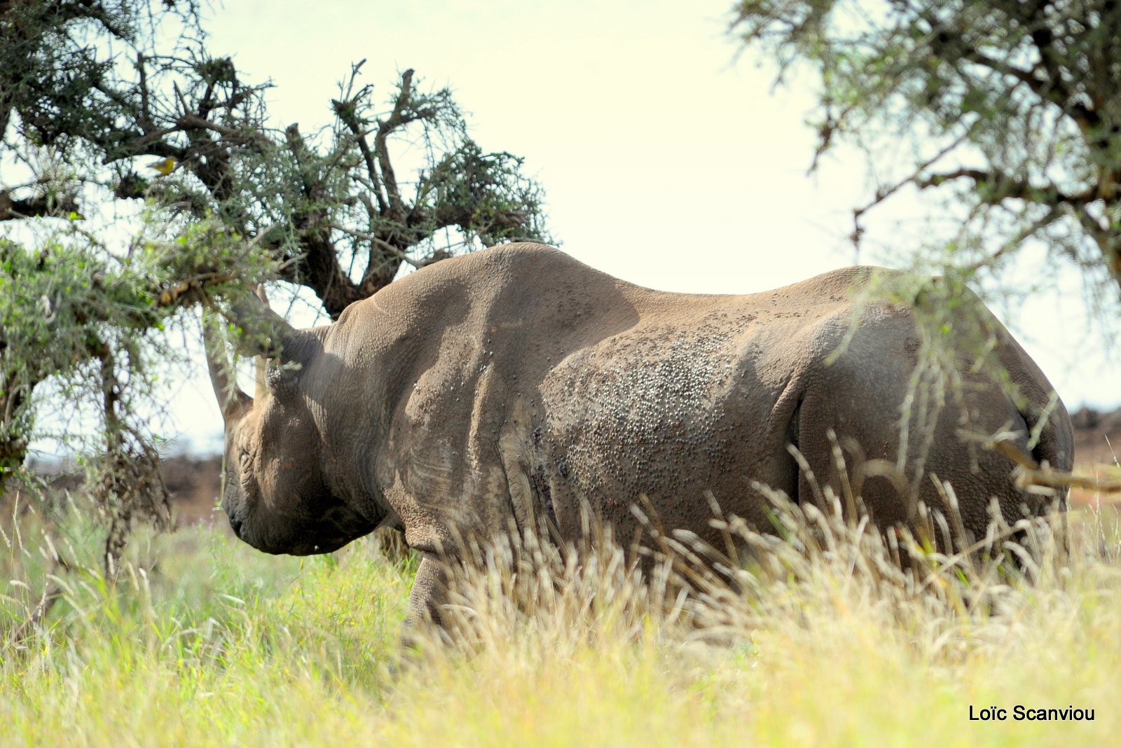 Rhinocéros noir/Black Rhino (7)