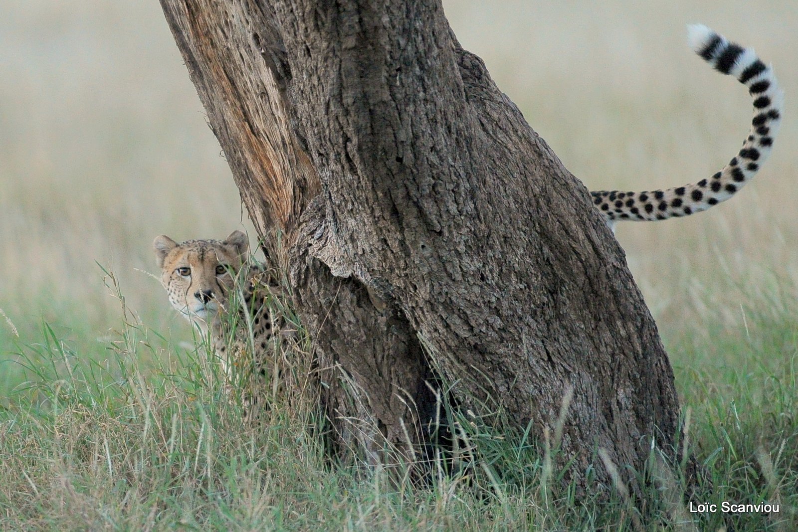 Guépard/Cheetah (11)