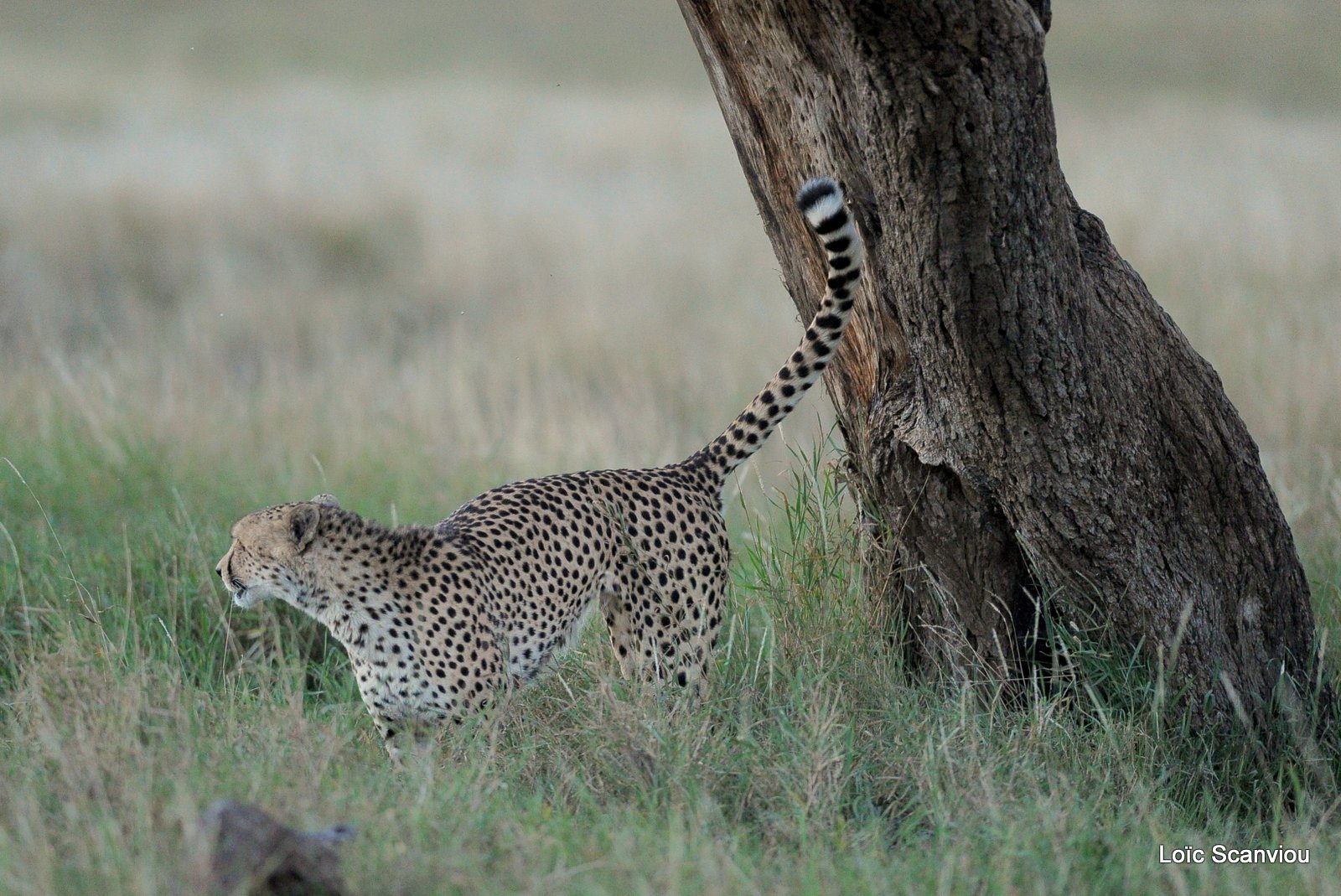 Guépard/Cheetah (12)