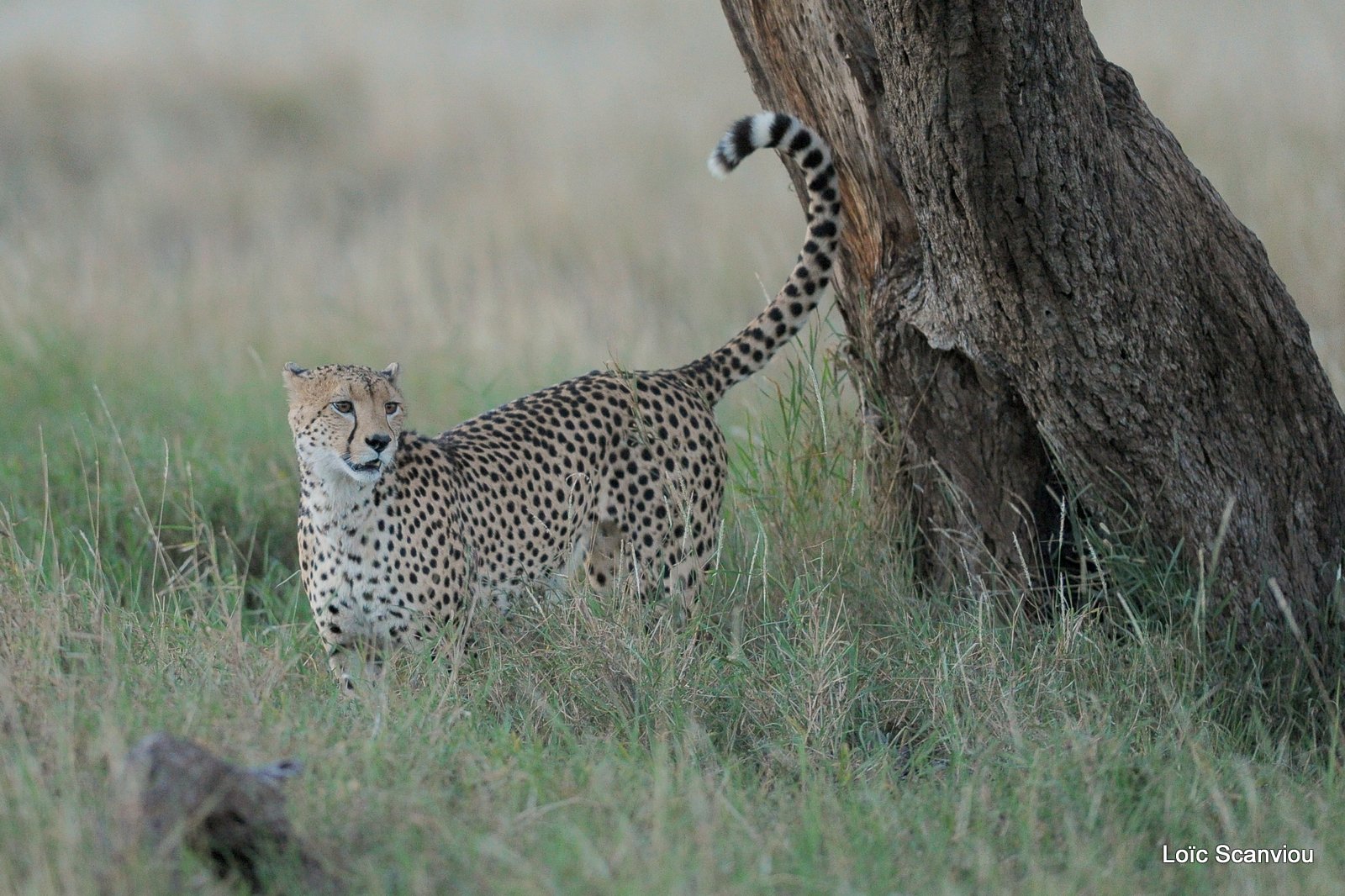 Guépard/Cheetah (13)