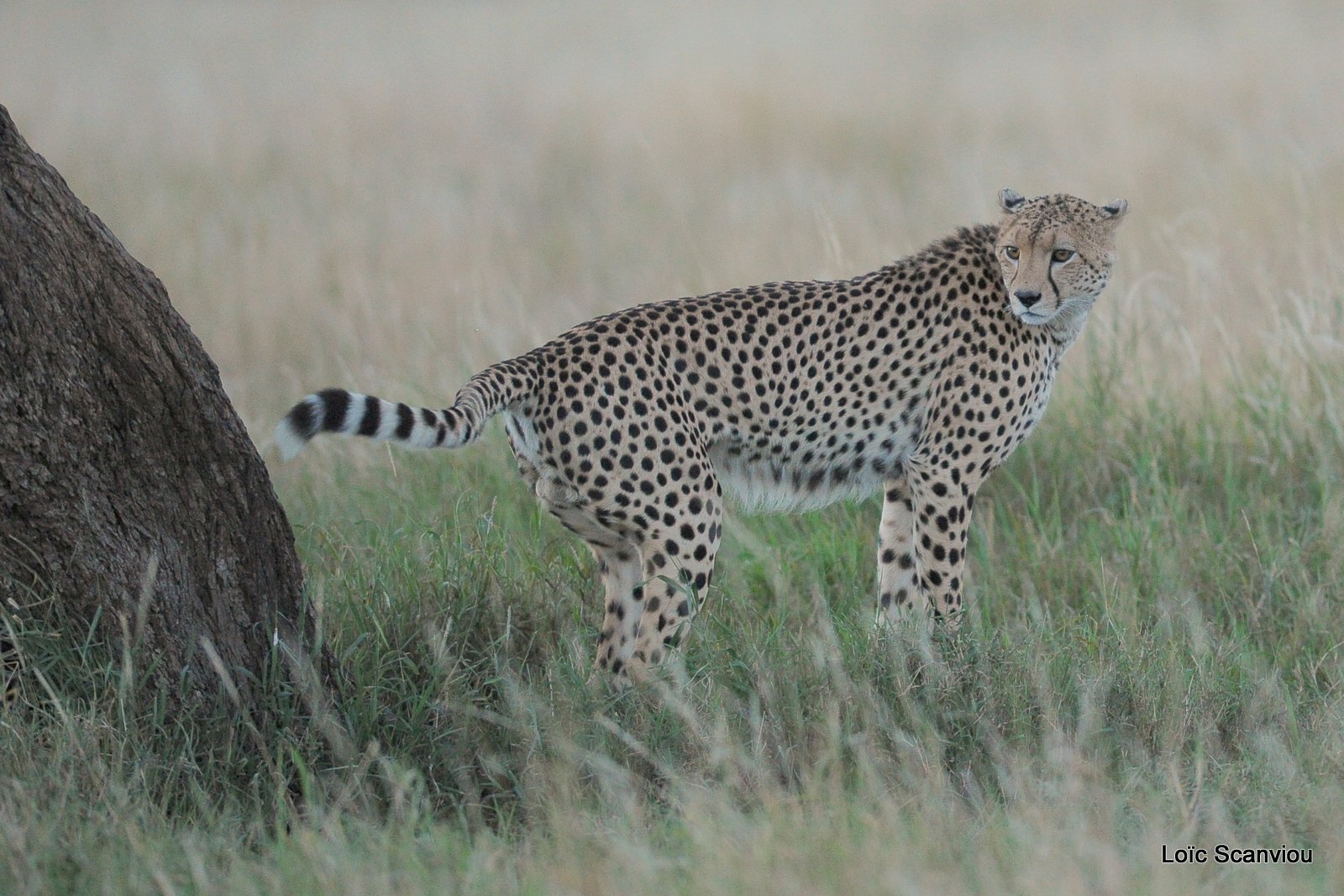 Guépard/Cheetah (14)