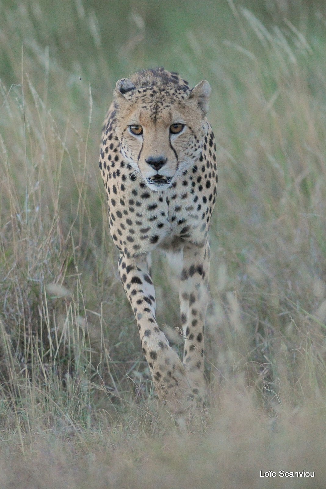 Guépard/Cheetah (15)