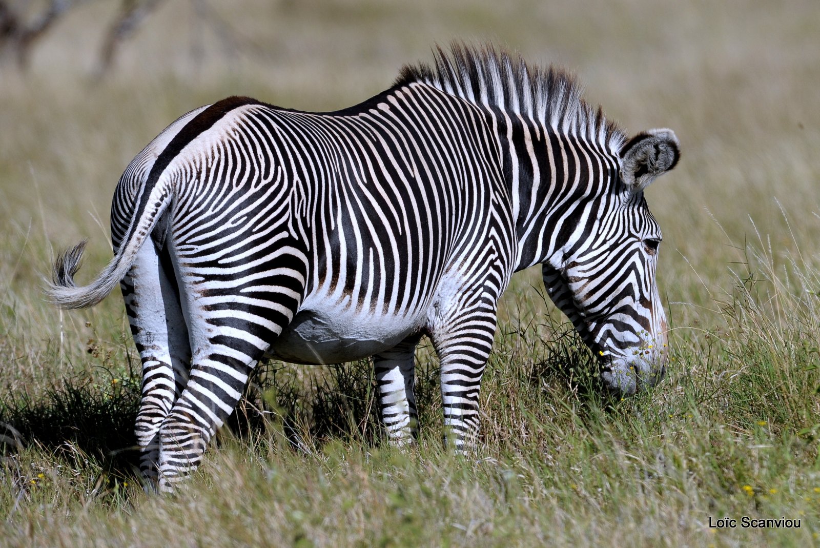 Zèbre de Grévy/Grevy's Zebra (9)
