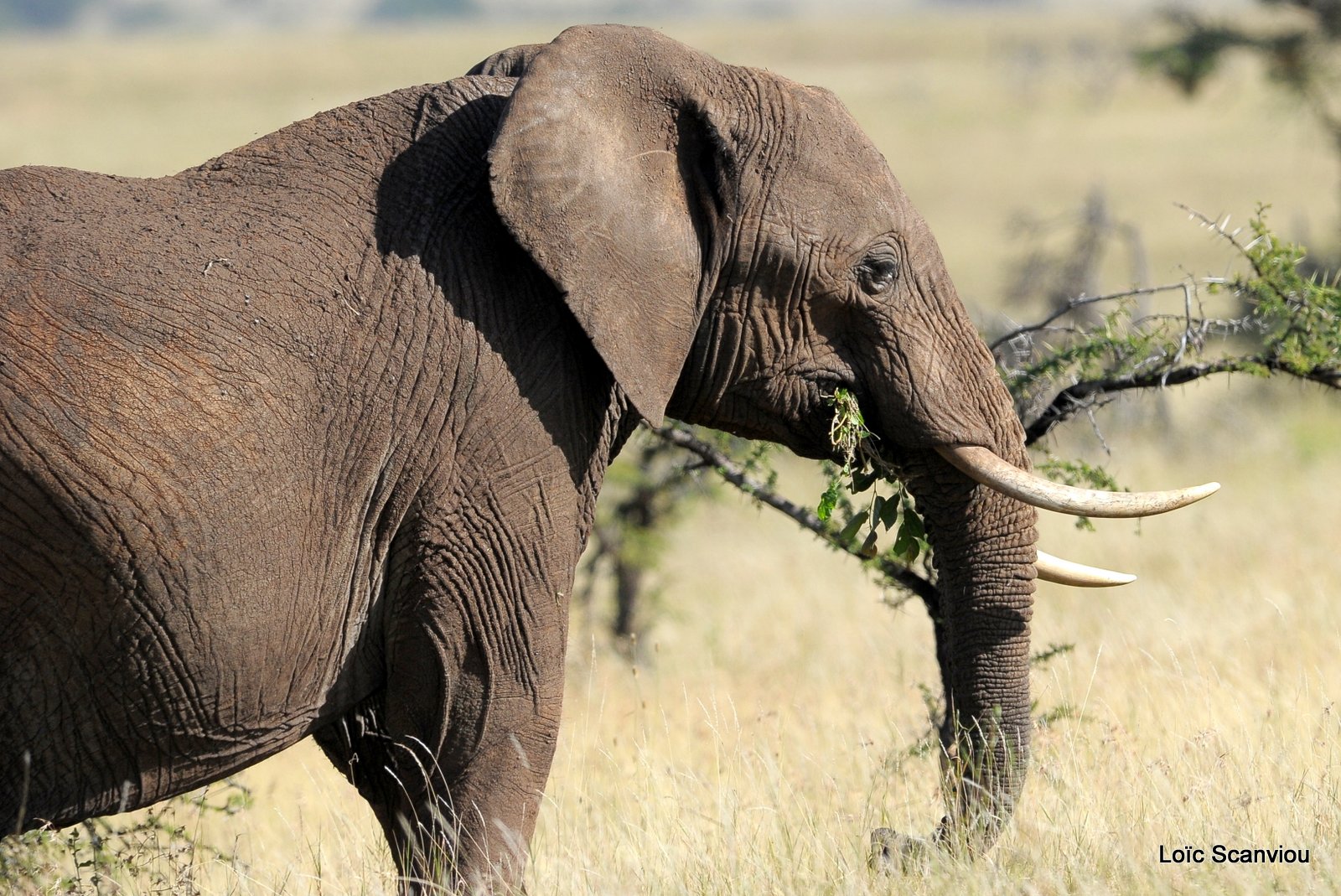 Eléphant (15)
