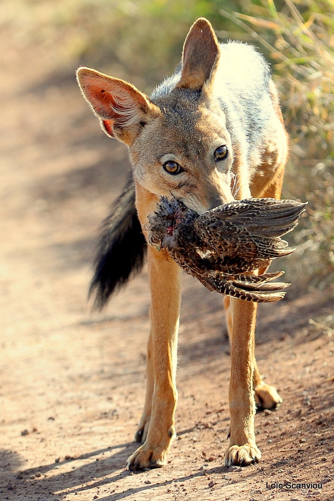 Chacal à chabraque/Black-backed Jackal (3)