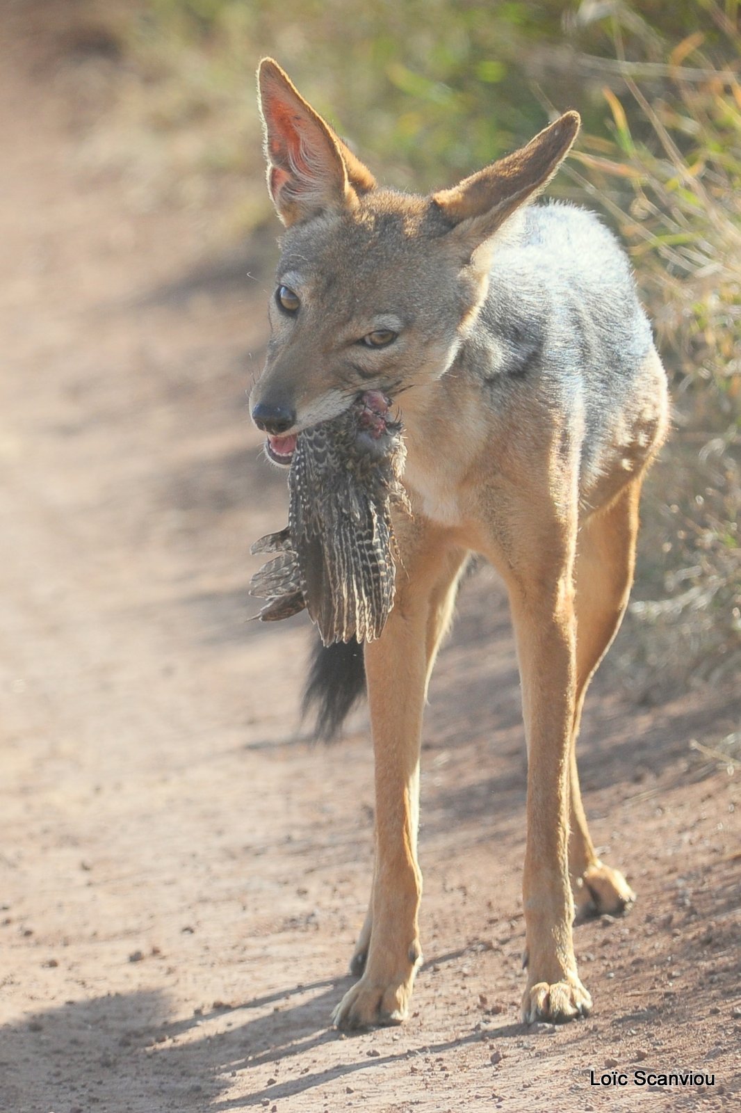 Chacal à chabraque/Black-backed Jackal (4)
