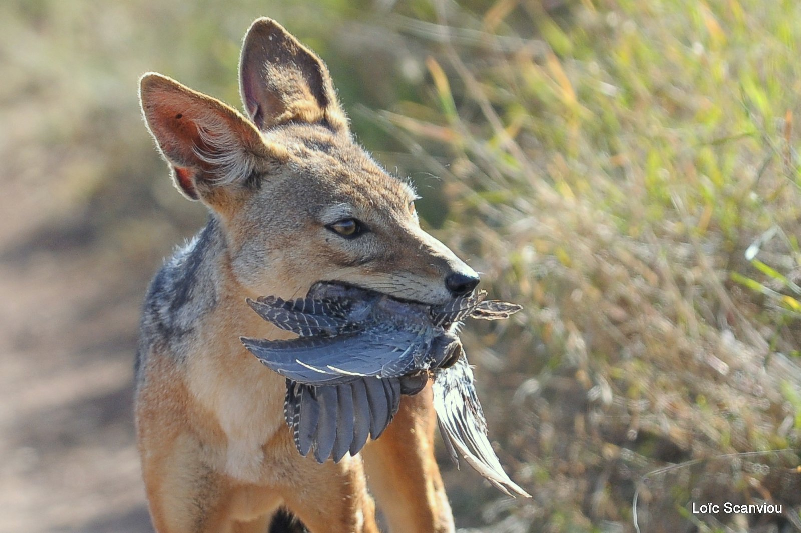 Chacal à chabraque/Black-backed Jackal (5)