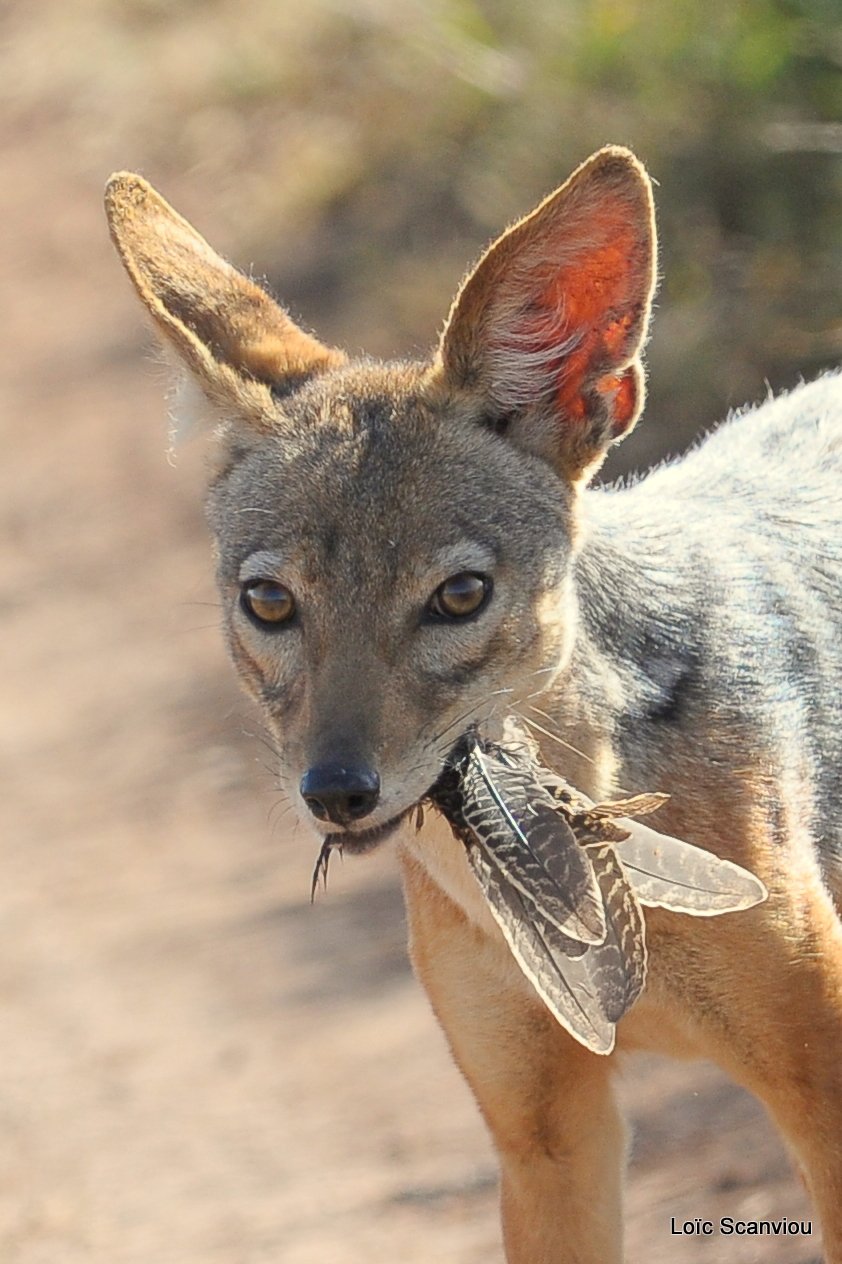 Chacal à chabraque/Black-backed Jackal (7)