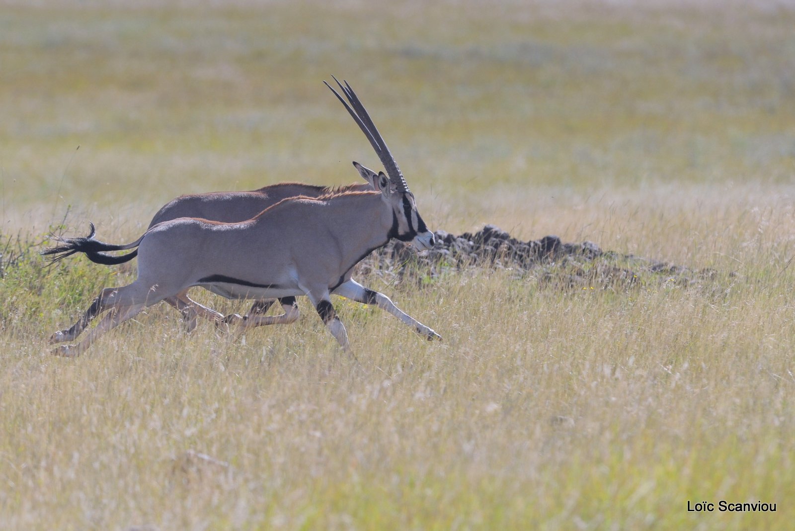 Oryx beïsa/Beisa Oryx (2)