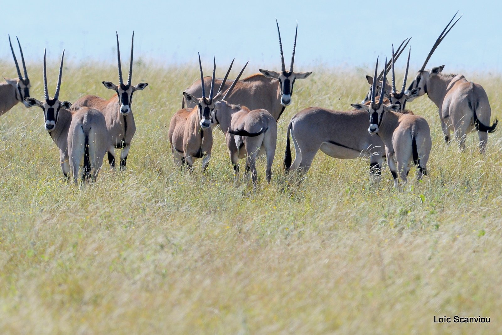 Oryx beïsa/Beisa Oryx (3)
