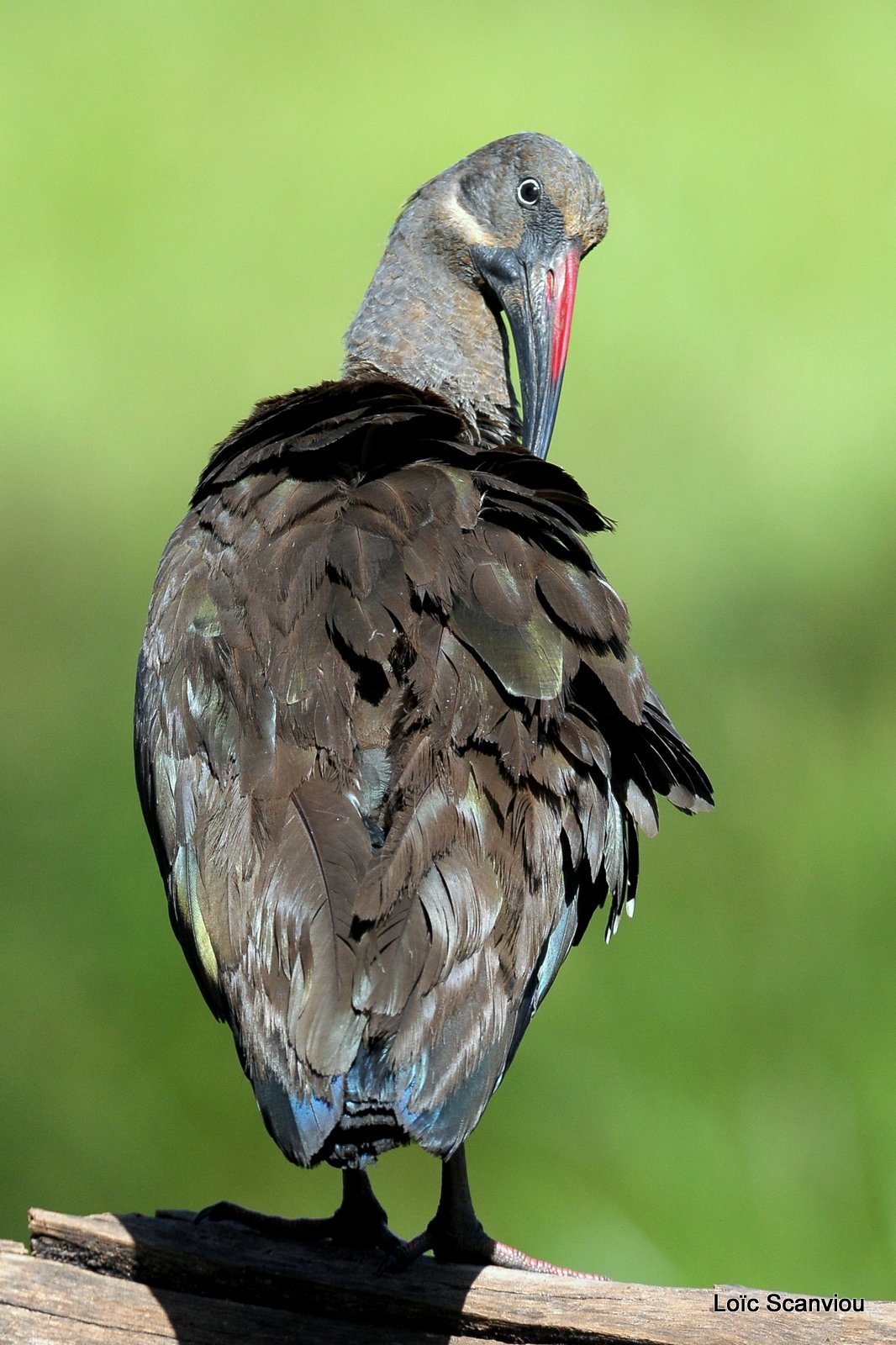 Ibis Hagedash/Hadeda Ibis (1)