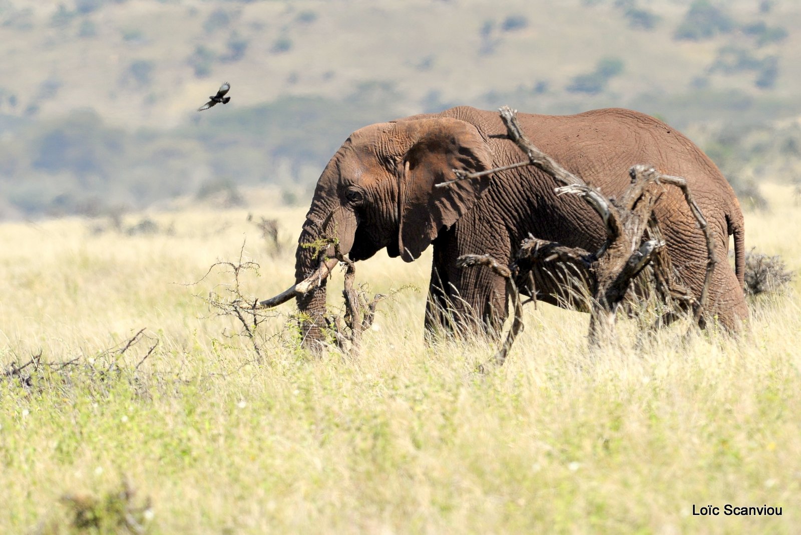 Eléphant (16)