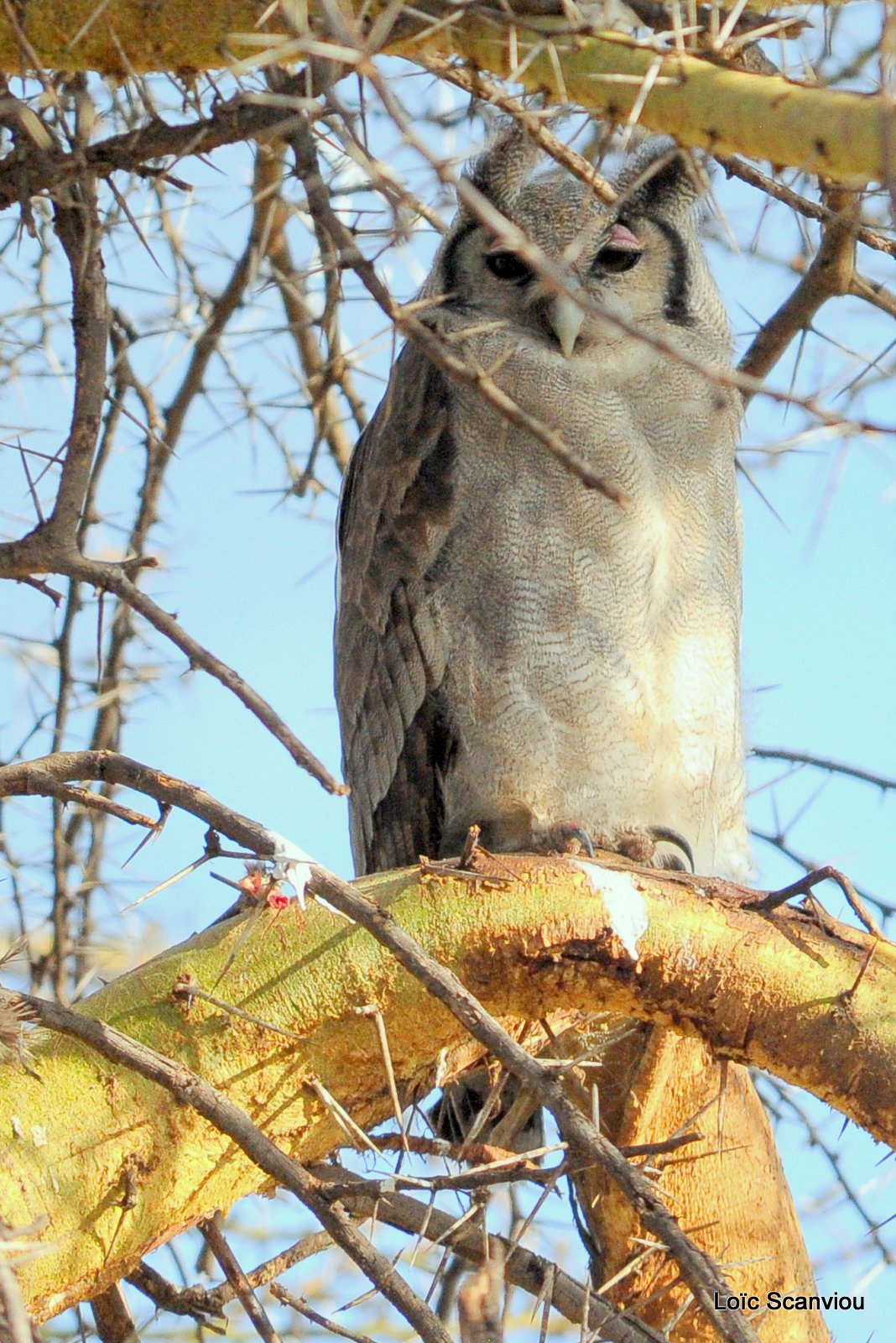 Grand-duc de Verreaux/Verreaux Eagle-Owl (1)