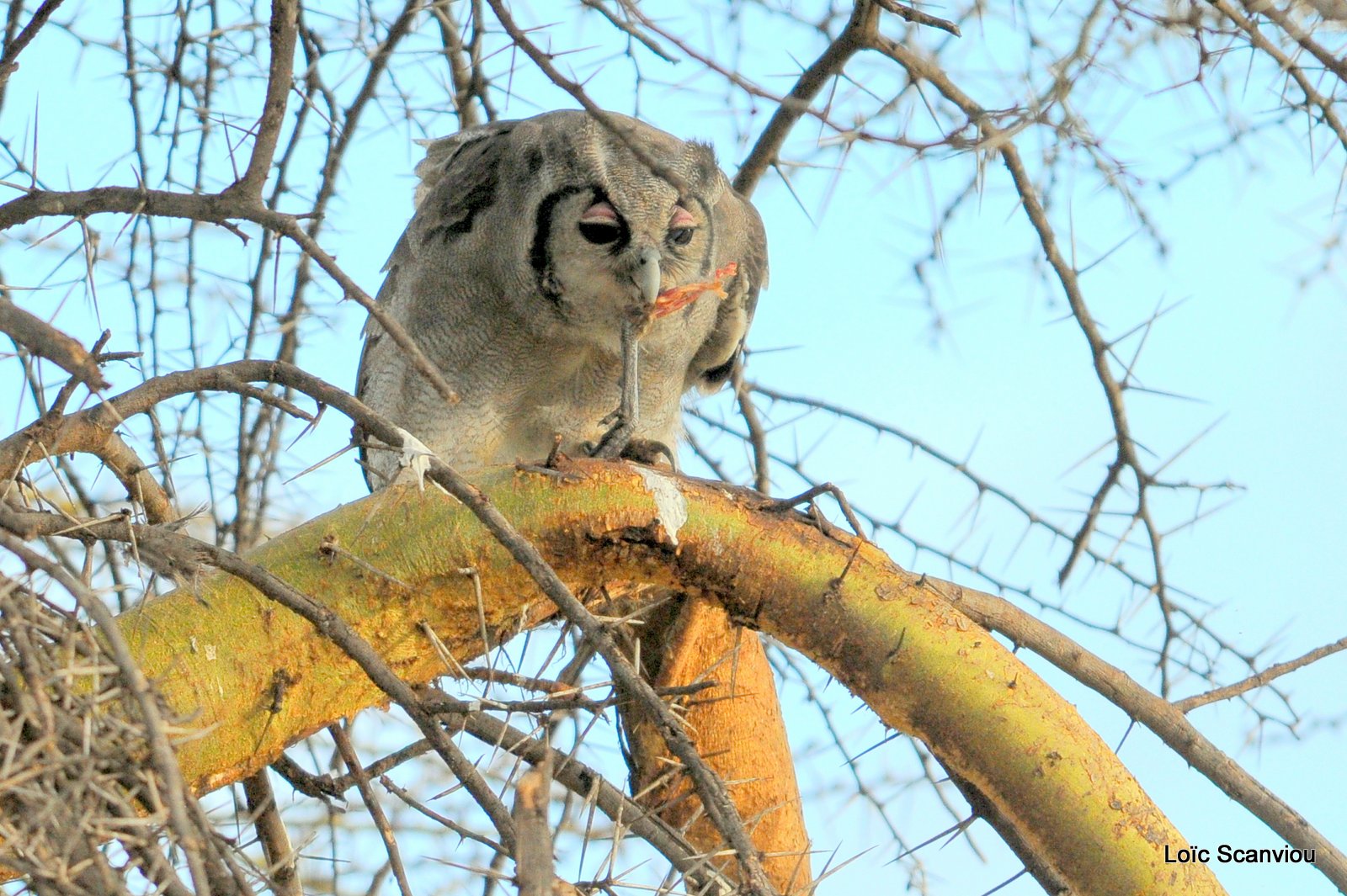 Grand-duc de Verreaux/Verreaux Eagle-Owl (2)