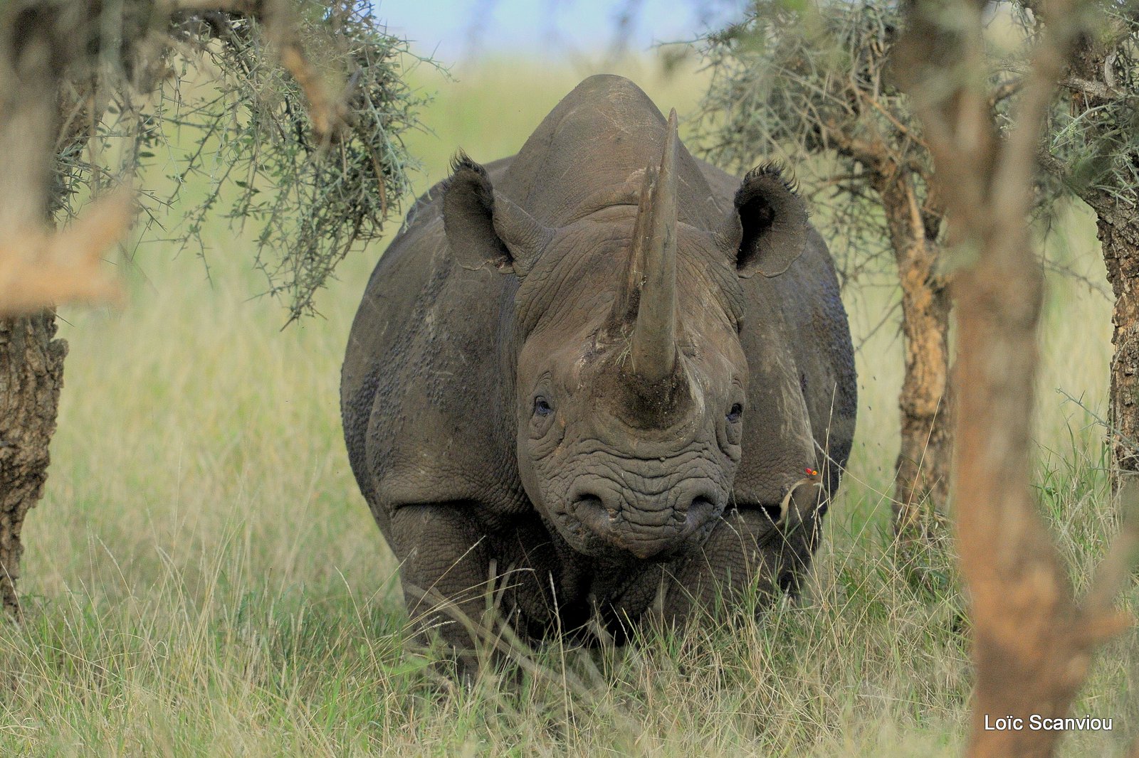 Rhinocéros noir/Black Rhino (10)